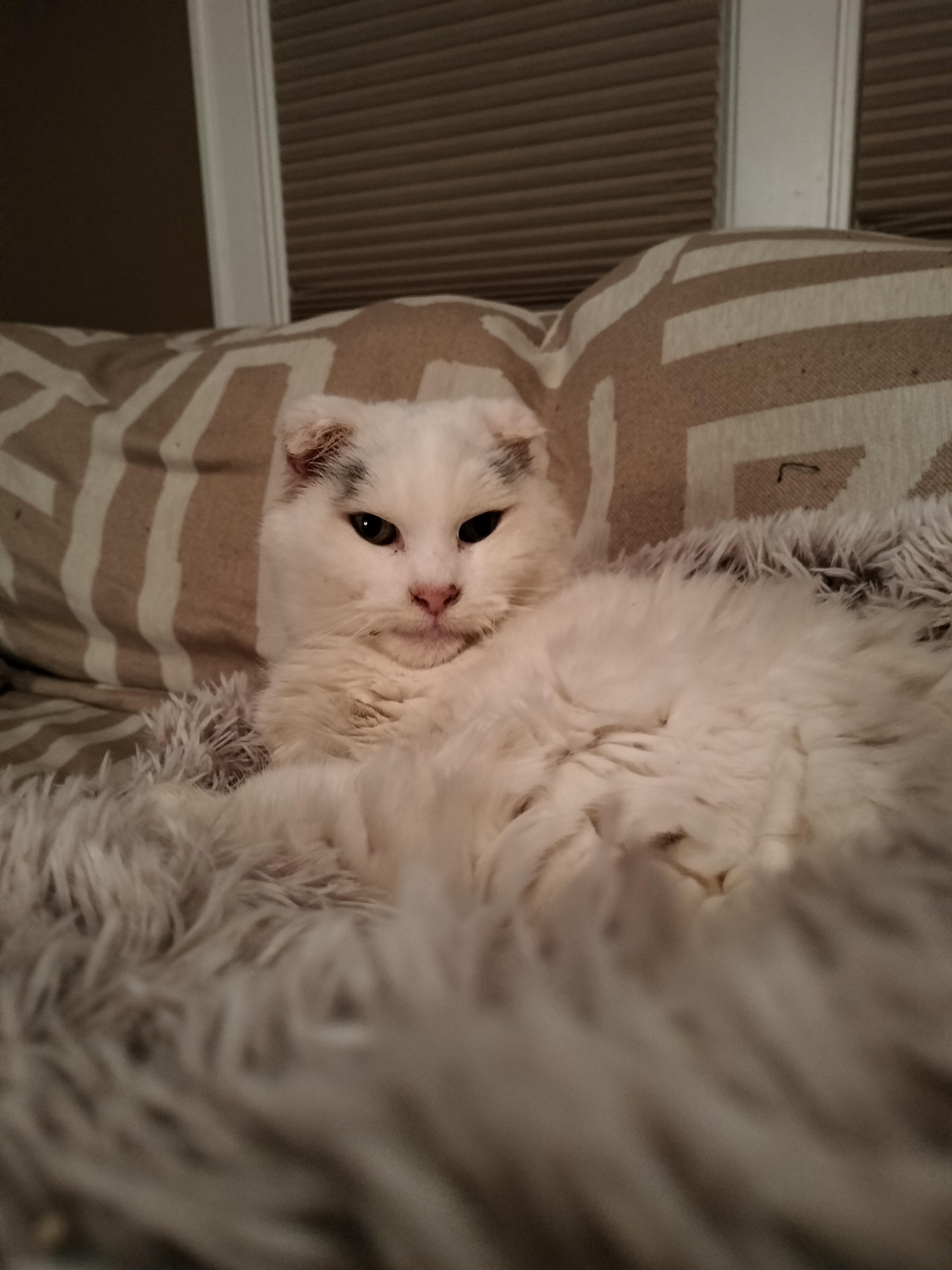 Marilyn Monroe , a ADOPTABLE mixed breed in Pittsburgh, PA image 6/6