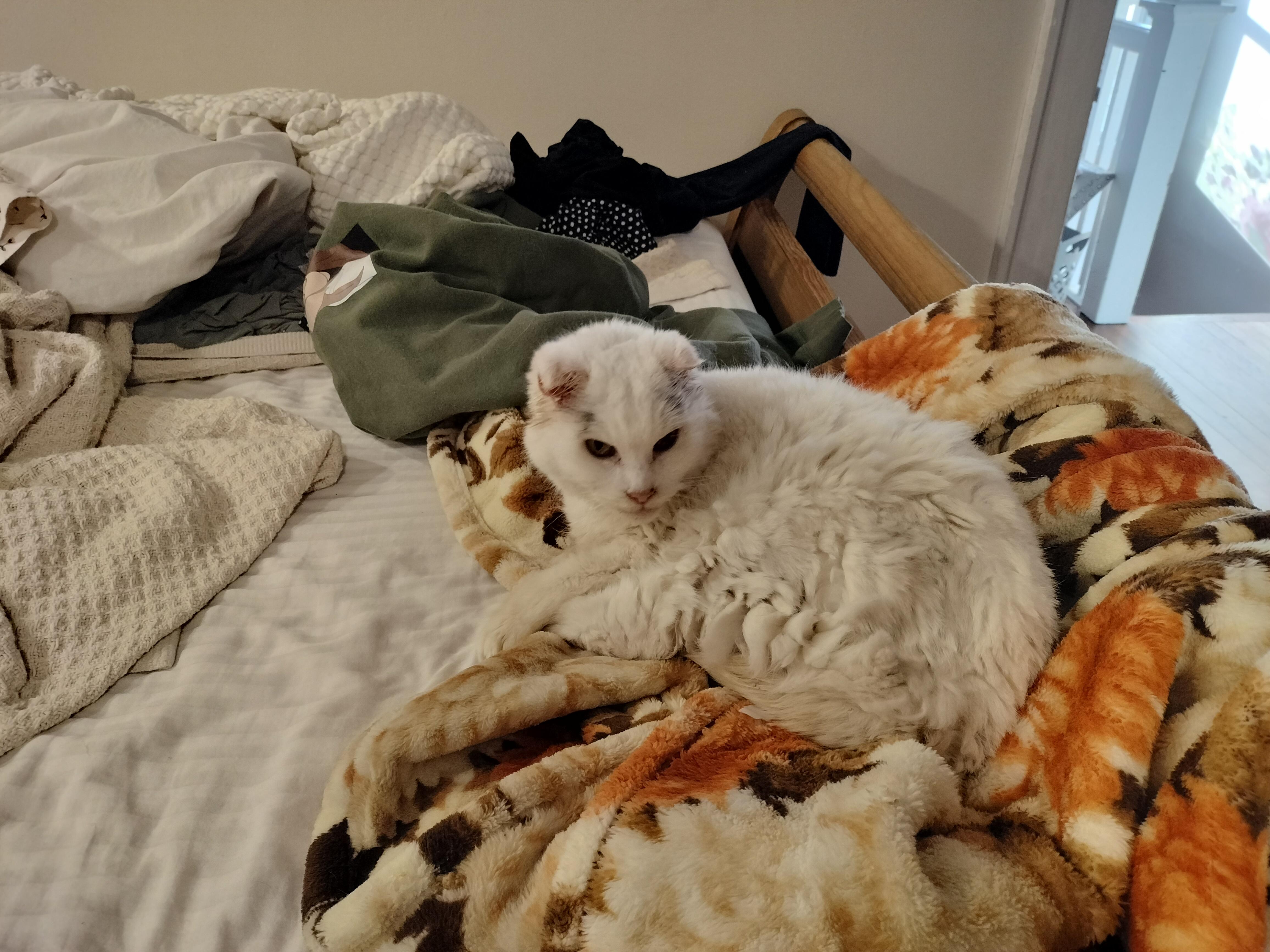 Marilyn Monroe , a ADOPTABLE mixed breed in Pittsburgh, PA image 5/6