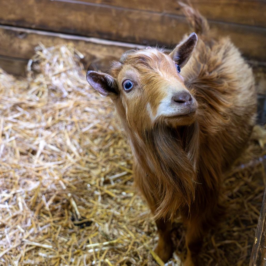 Leo, Adoptable, Adult Male Goat.