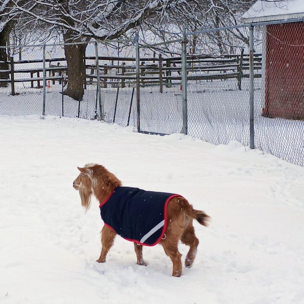 Enlarge Leo, a Adoptable Goat in Fairport, NY image 2/2