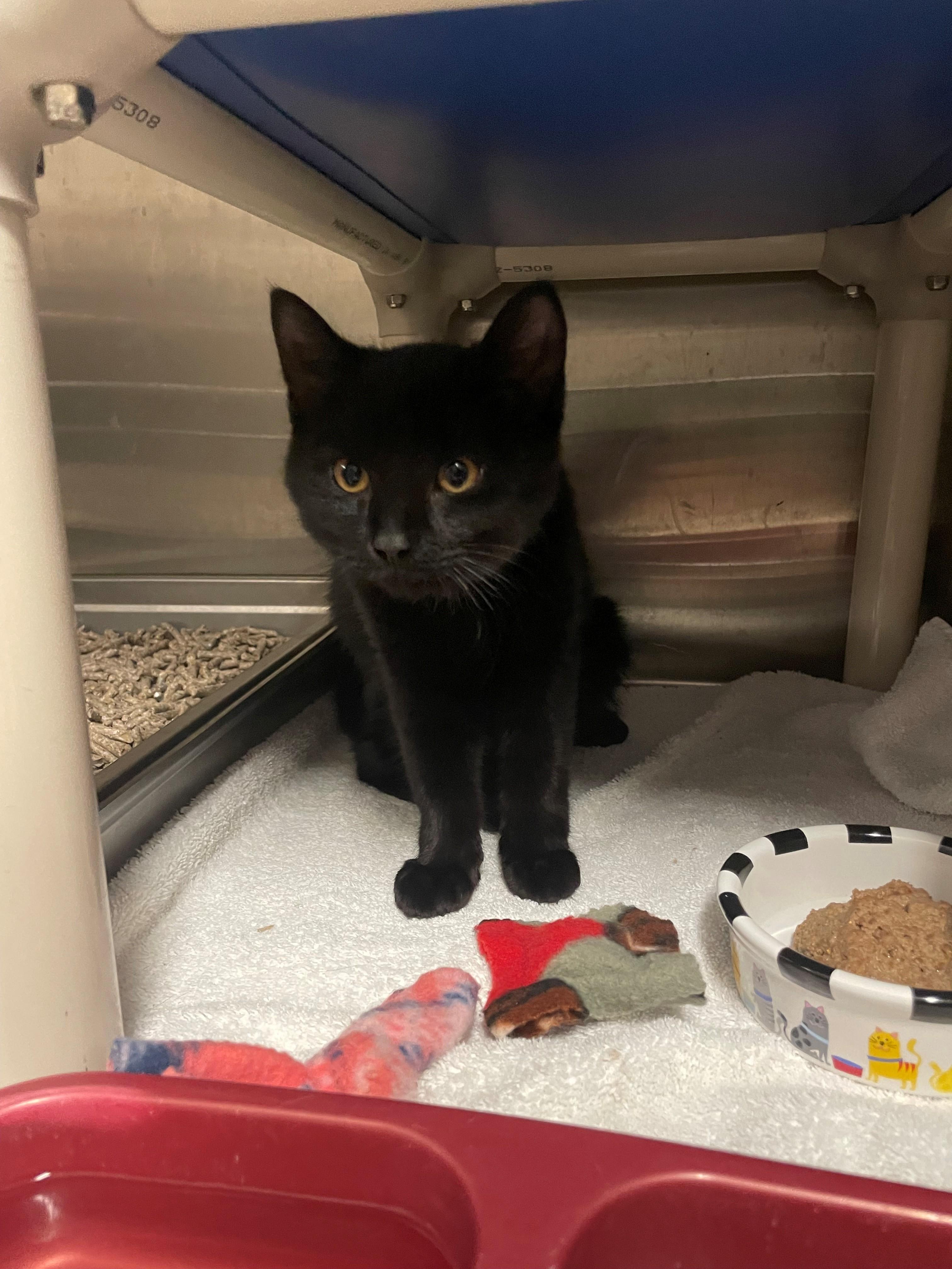 Enlarge Shadow CS-401/25, an adoptable Domestic Medium Hair in Burlington, ON image 1/2