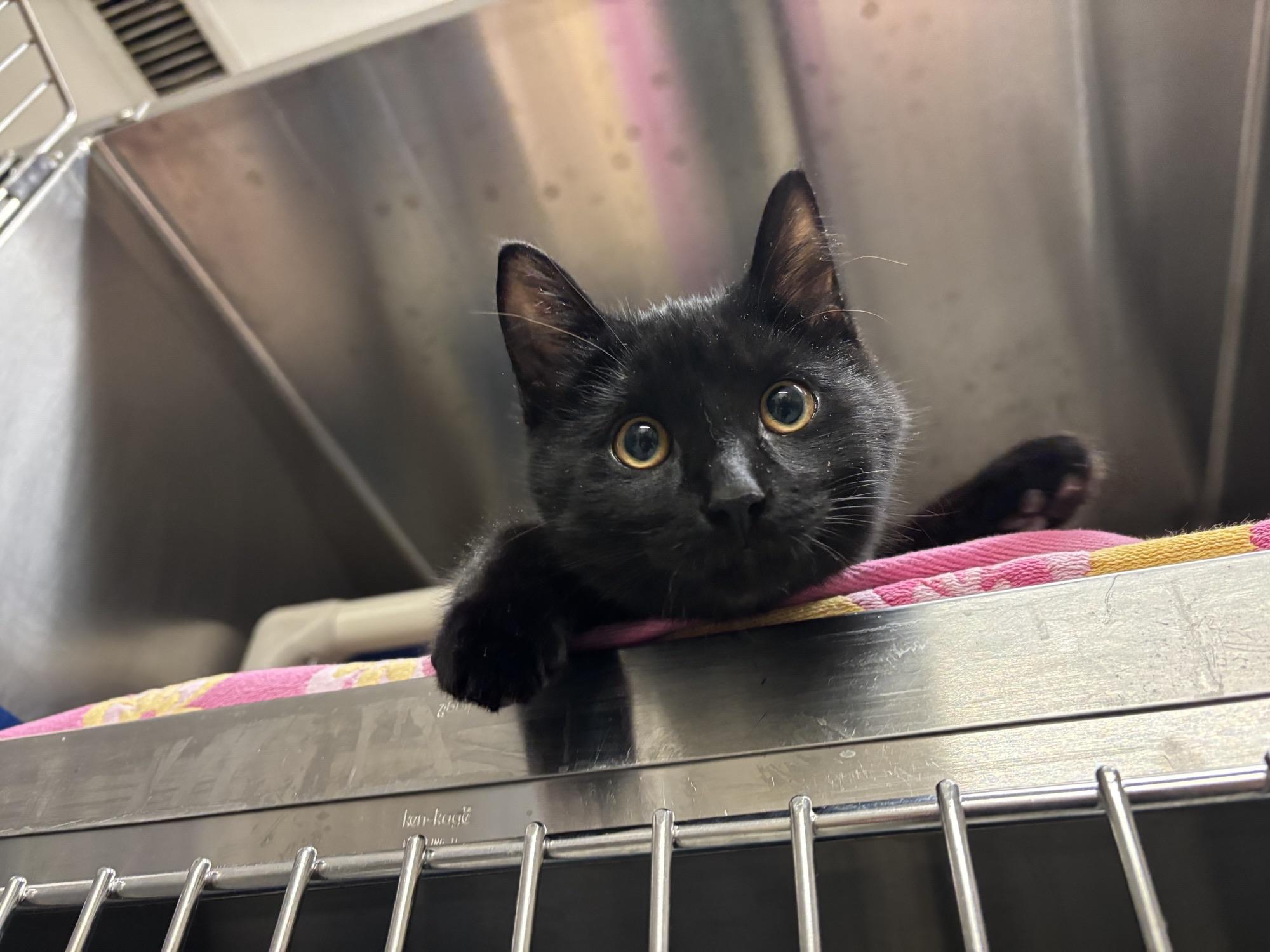 Enlarge Shadow CS-401/25, an adoptable Domestic Medium Hair in Burlington, ON image 2/2