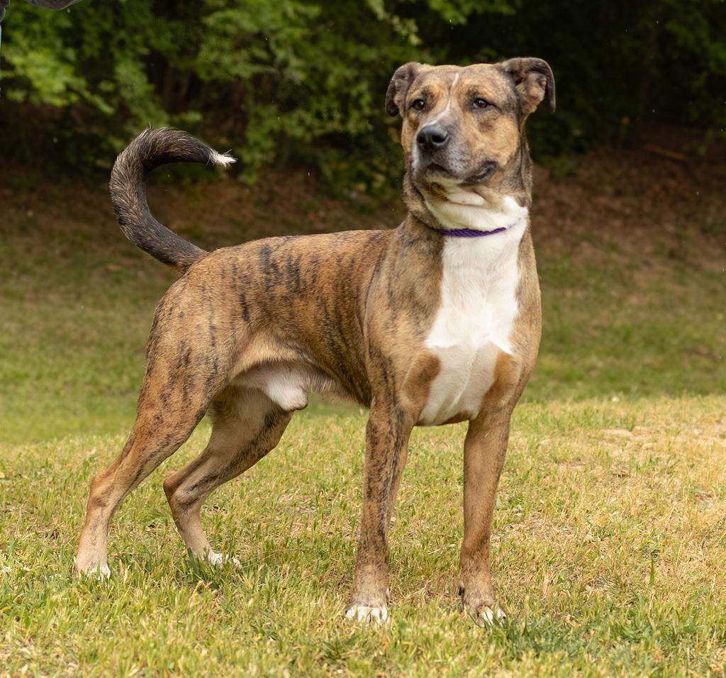 Naruto, Adoptable, Adult Male Mixed Breed.