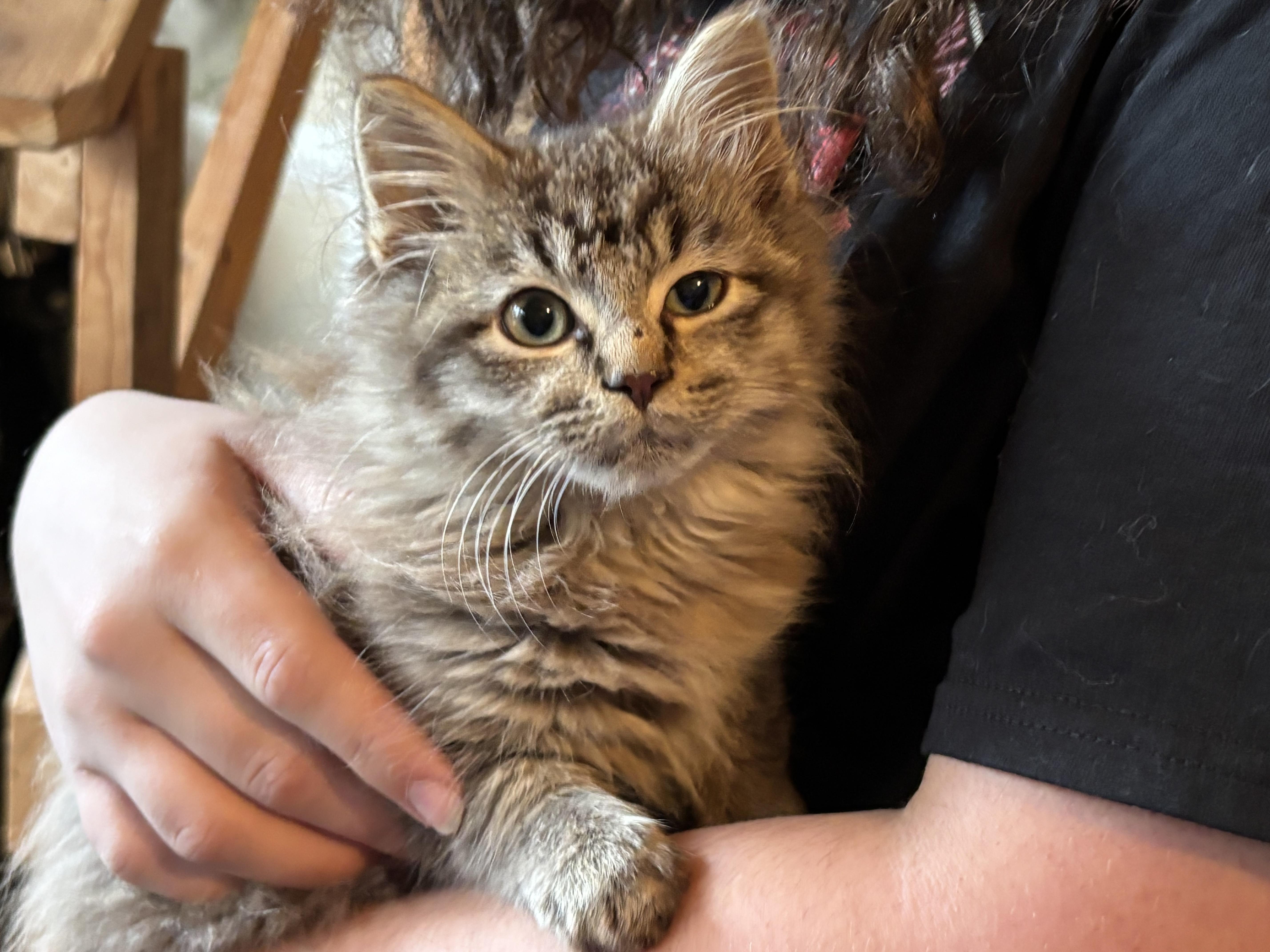 COCOA, an adopted Domestic Long Hair in Puyallup, WA image 1/3