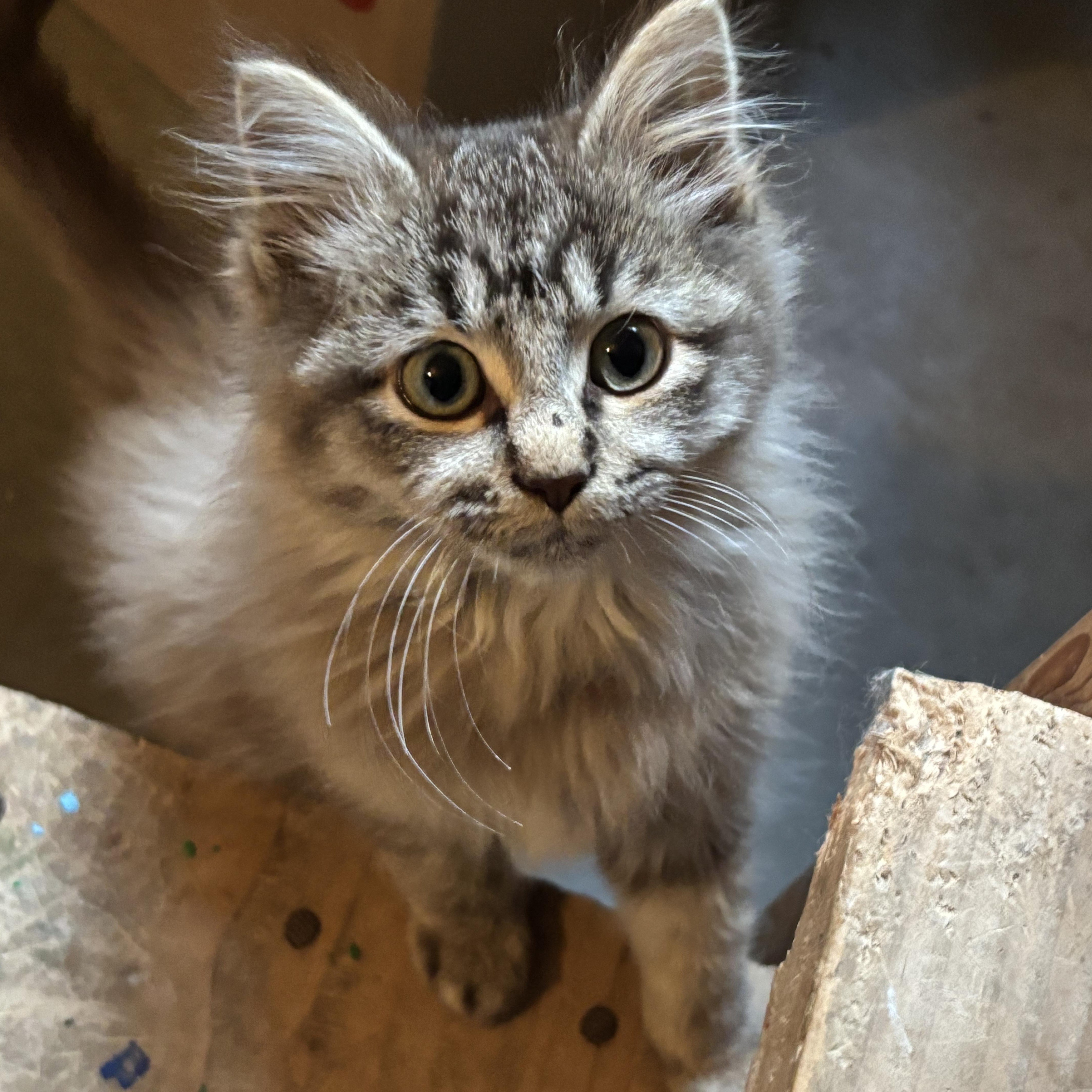 COCOA, an adopted Domestic Long Hair in Puyallup, WA image 2/3