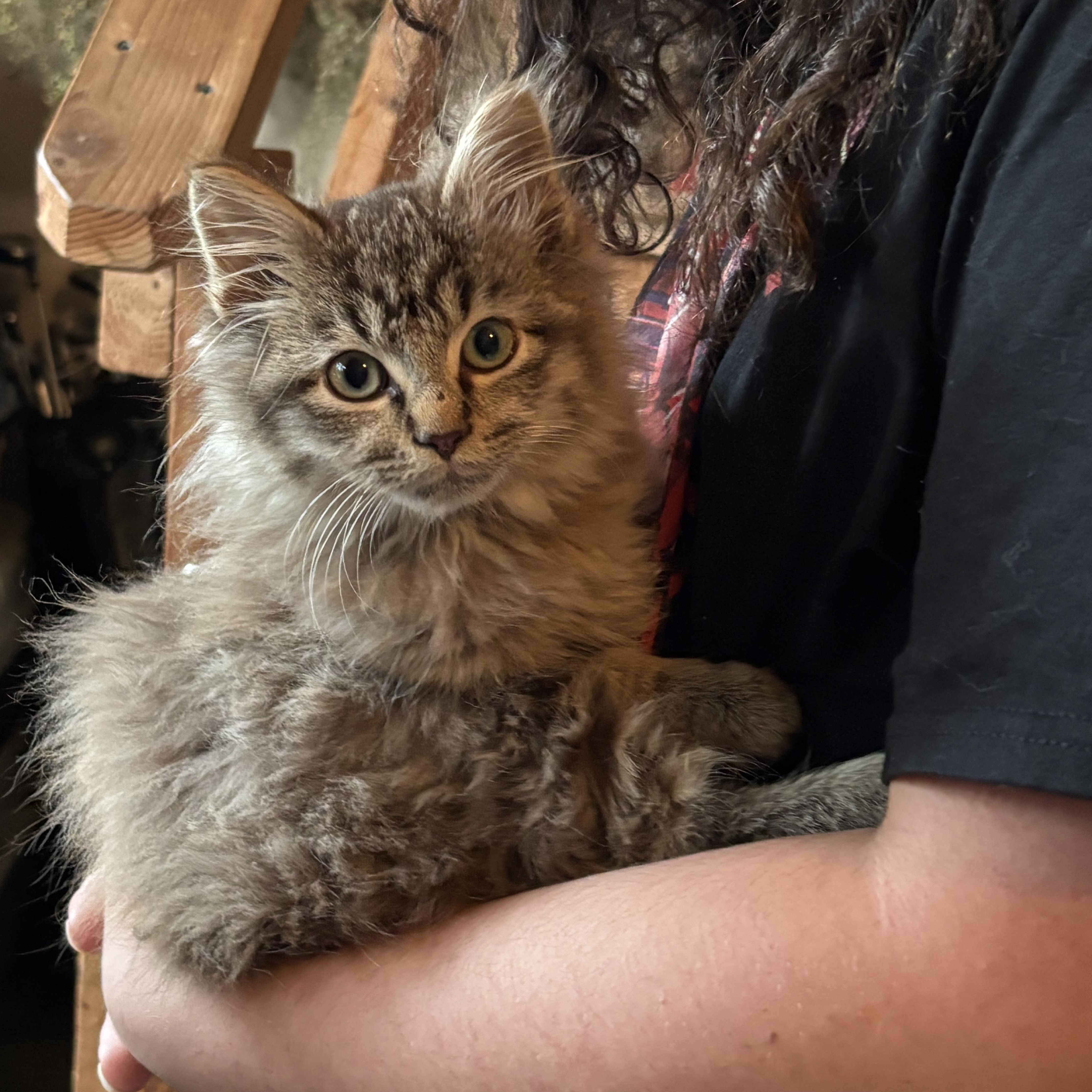 COCOA, an adopted Domestic Long Hair in Puyallup, WA image 3/3