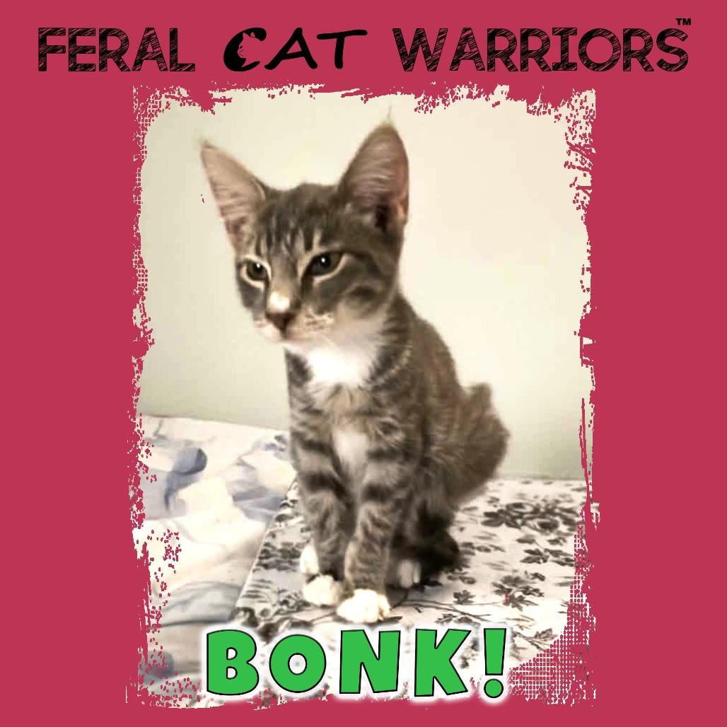 Enlarge Bonk!, a Adoptable Domestic Short Hair in Kingman, AZ image 1/1