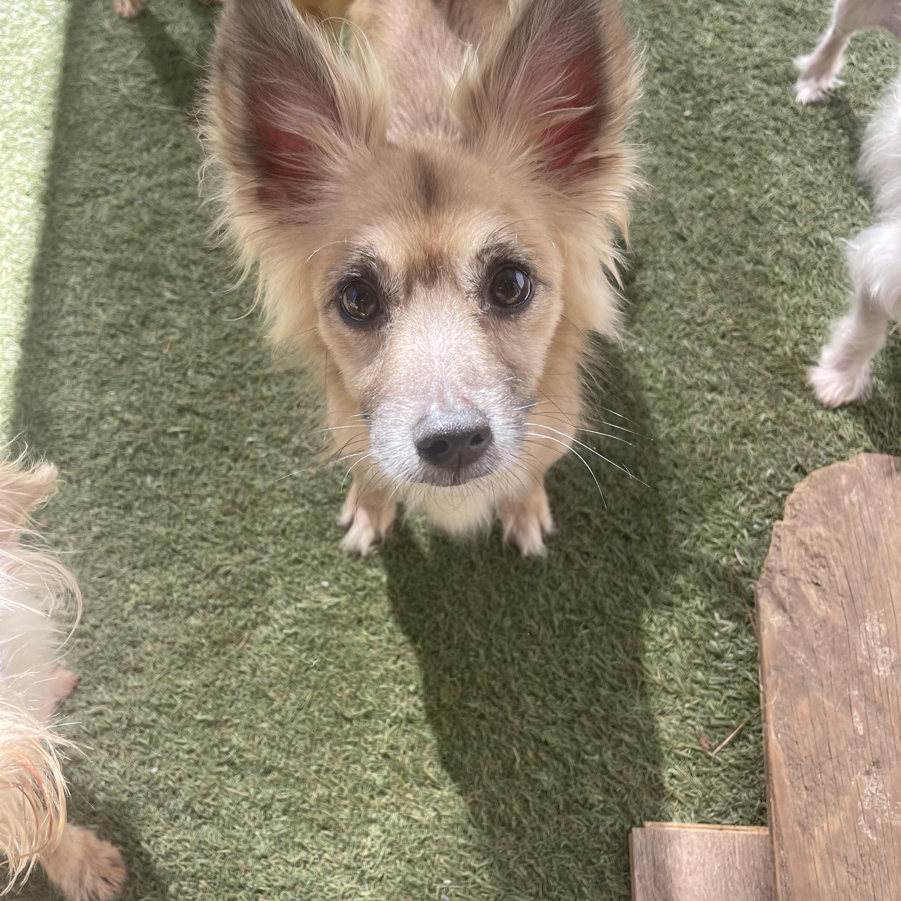 Fatboy, adoptable, Adult Male Pomeranian.