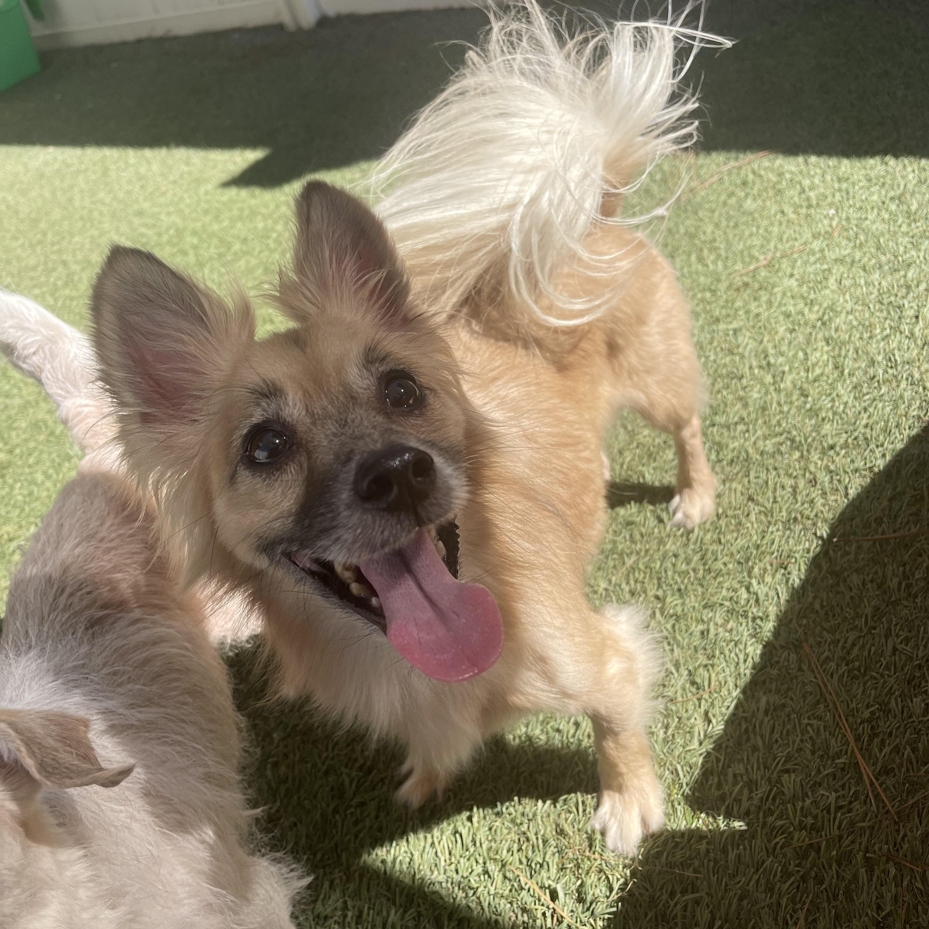 Fatboy, an adoptable mixed breed in Baton Rouge, LA image 2/5