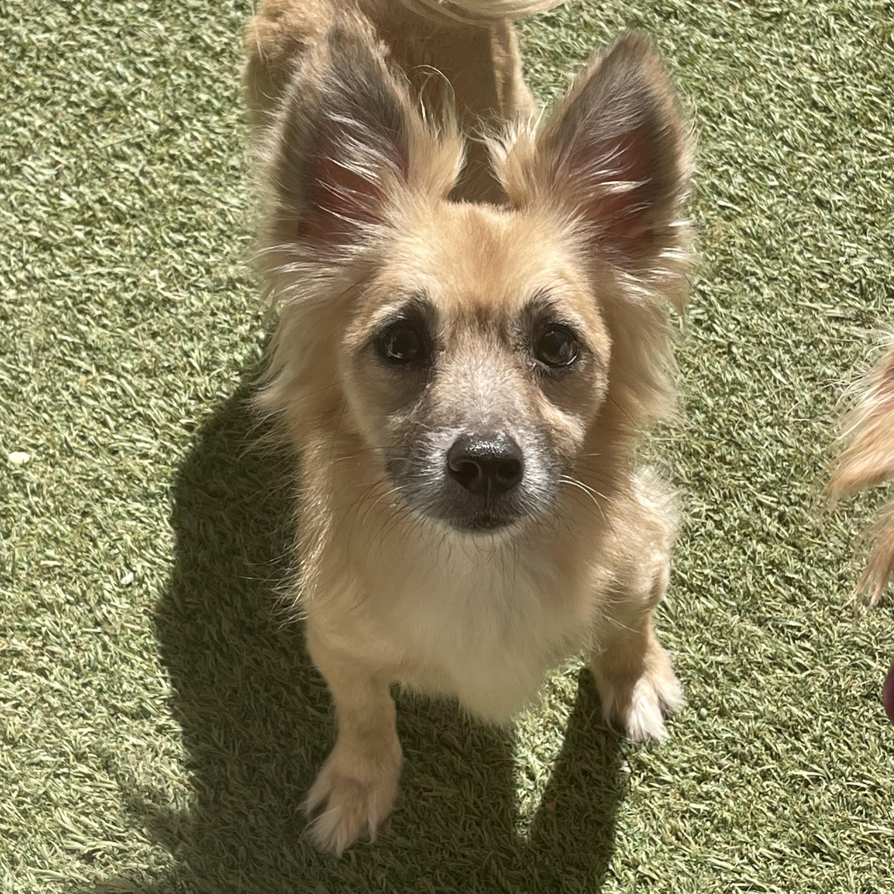 Fatboy, an adoptable mixed breed in Baton Rouge, LA image 3/5