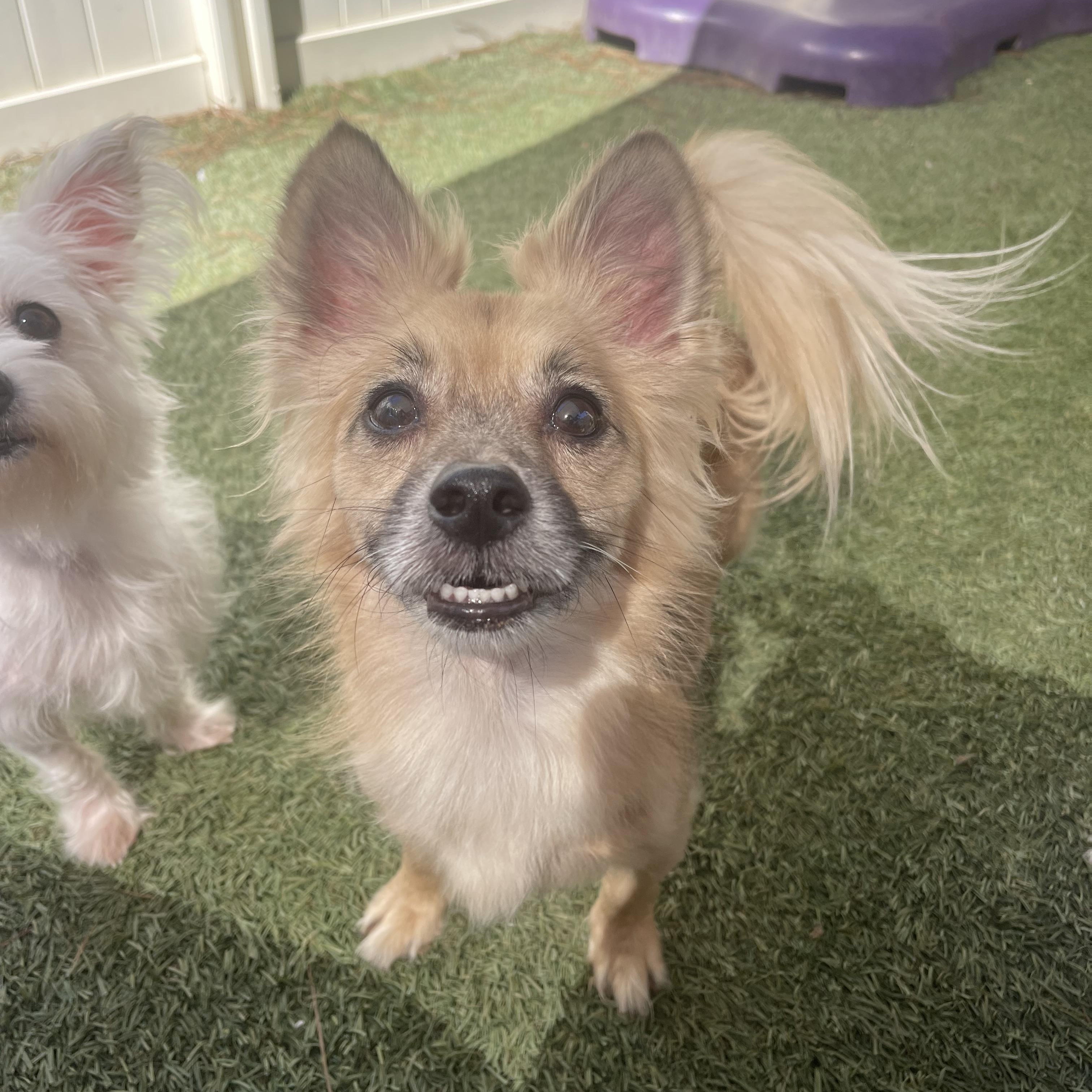 Fatboy, an adoptable mixed breed in Baton Rouge, LA image 4/5
