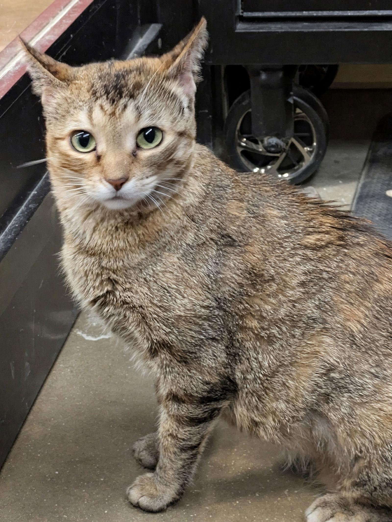 Frankee — thumbnail 2