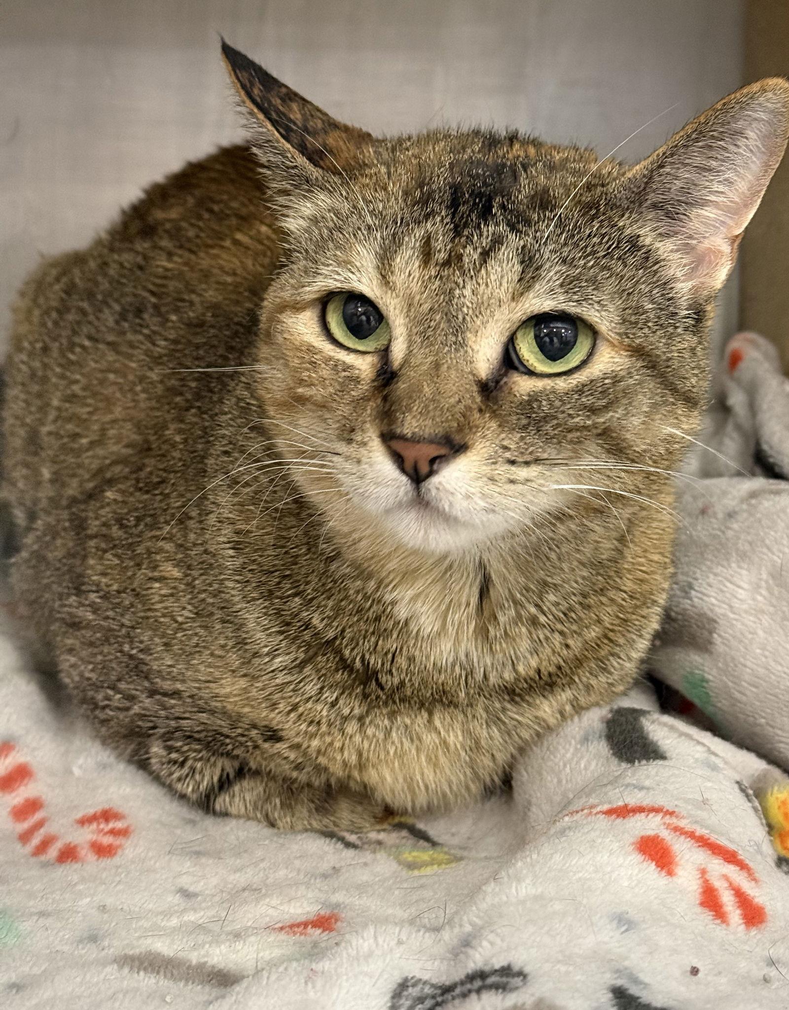 Frankee — thumbnail 3