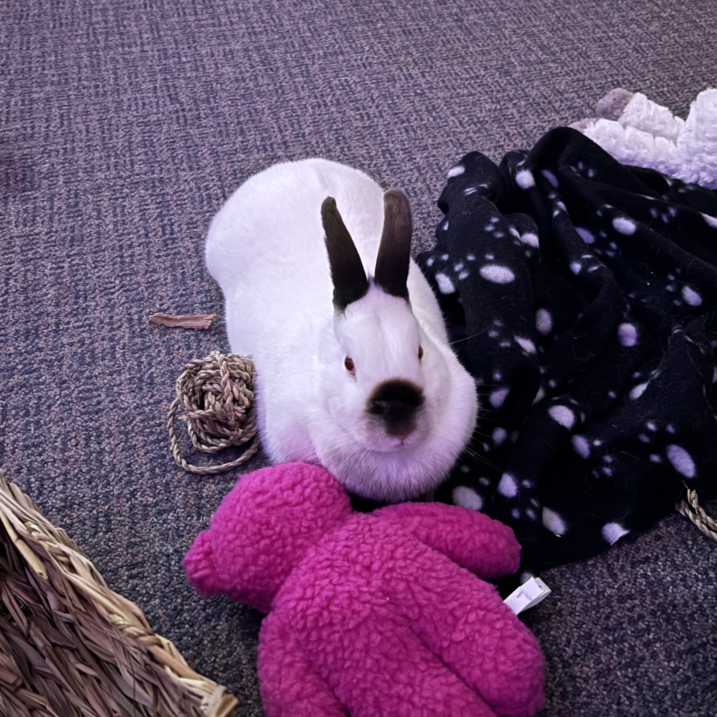 Iris, a Adoptable Bunny Rabbit in Cambridge, ON image 5/6