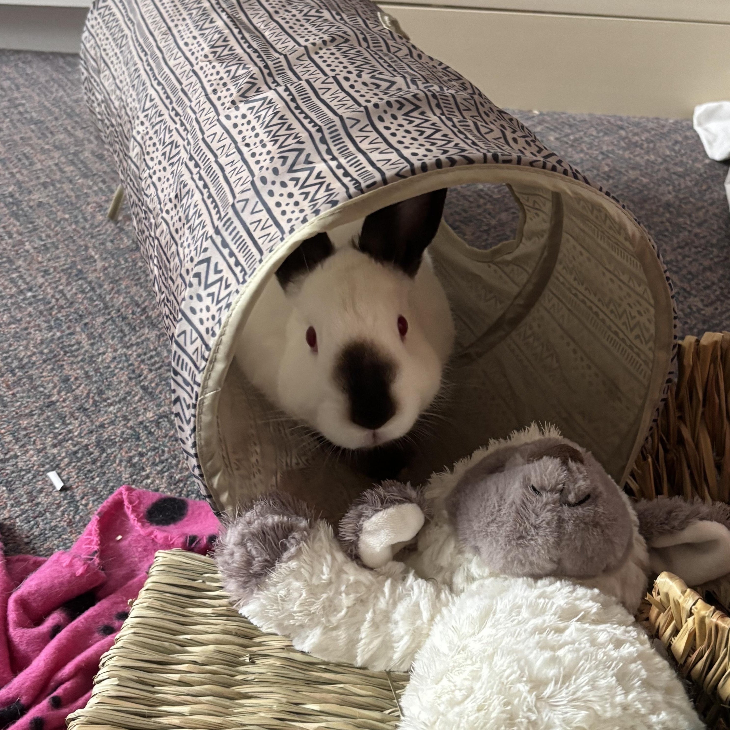 Iris, a Adoptable Bunny Rabbit in Cambridge, ON image 1/6