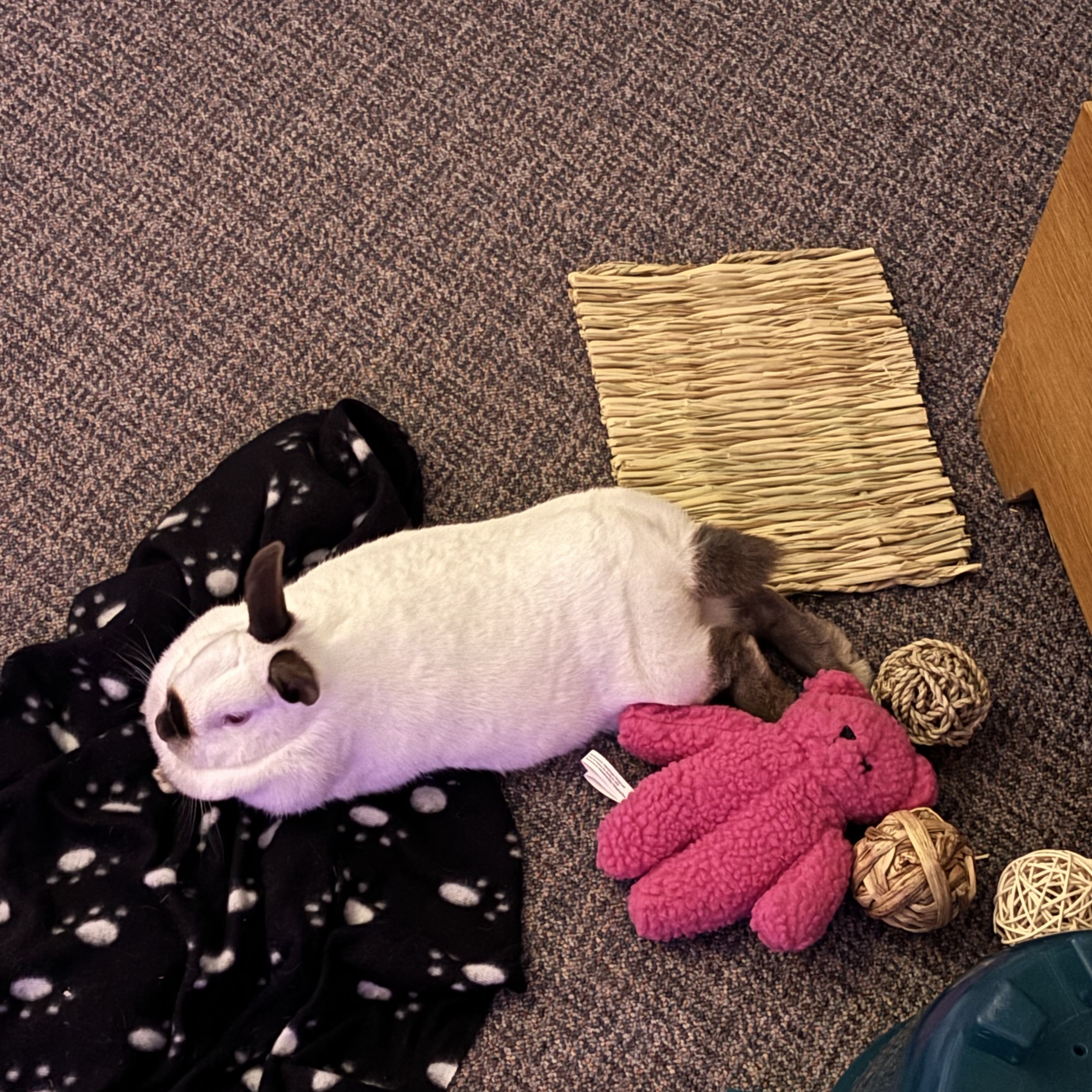 Iris, a Adoptable Bunny Rabbit in Cambridge, ON image 6/6