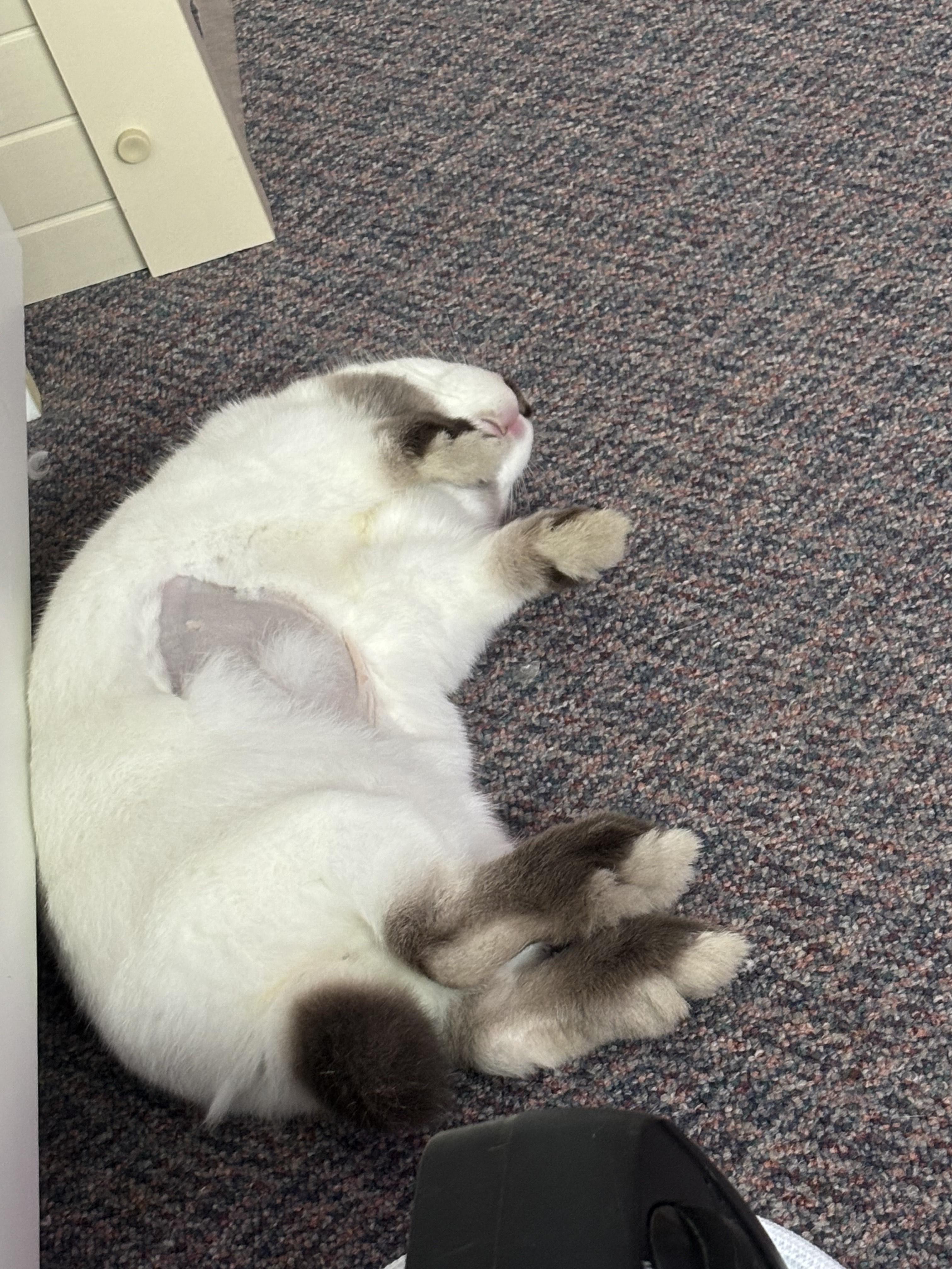 Iris, a Adoptable Bunny Rabbit in Cambridge, ON image 2/6