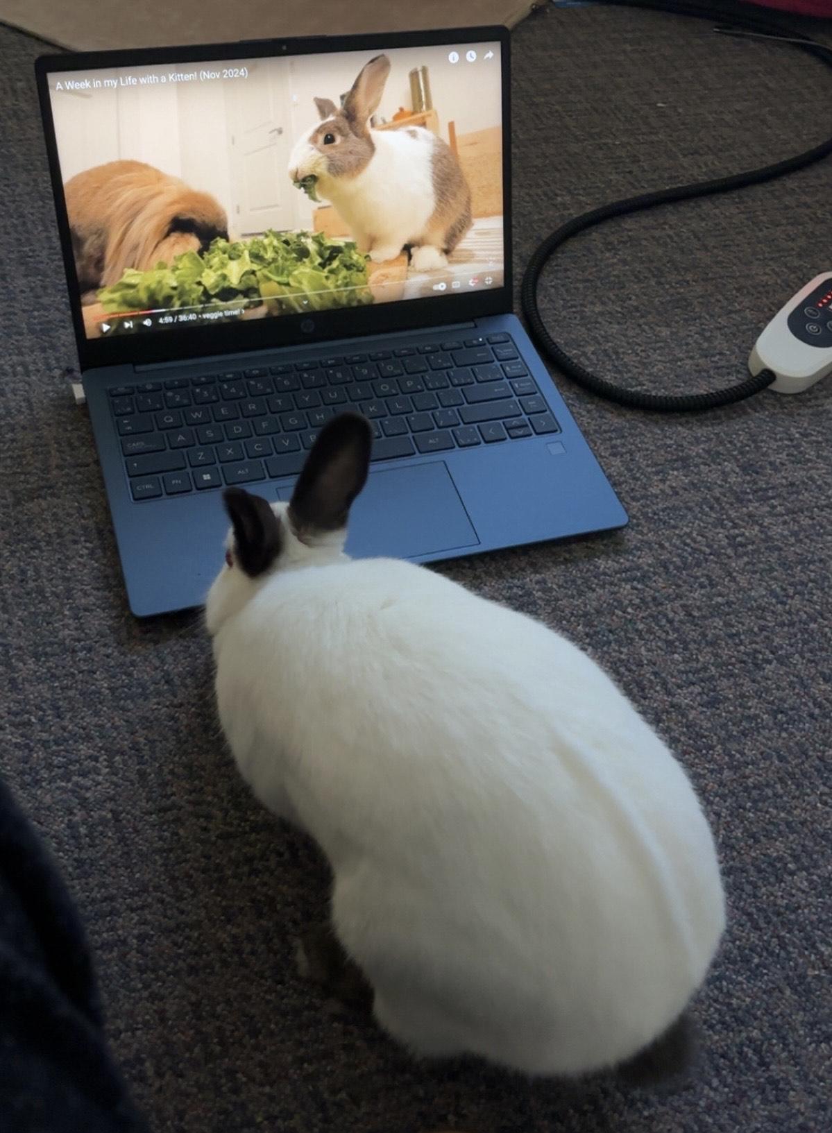 Iris, a Adoptable Bunny Rabbit in Cambridge, ON image 3/6