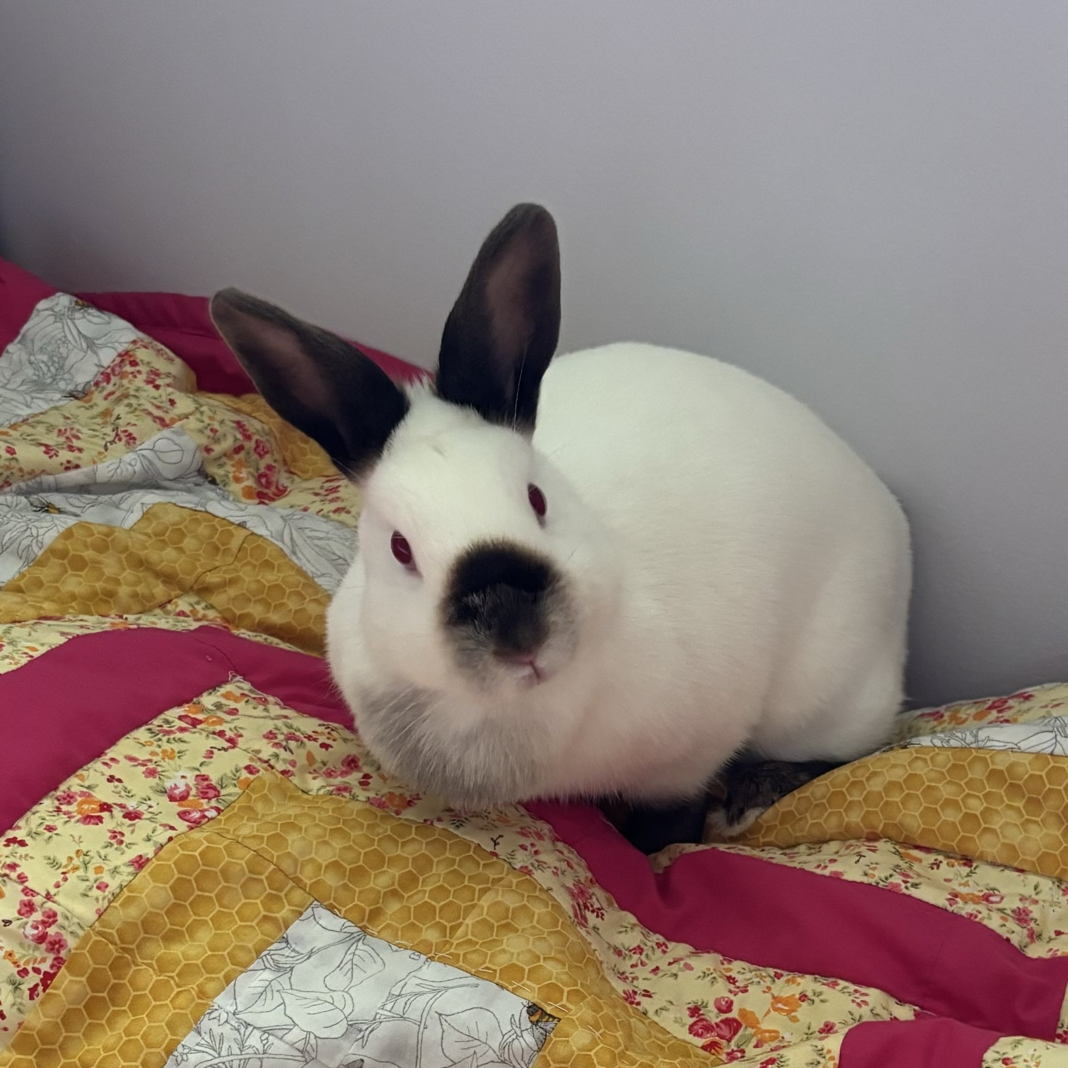 Iris, Adult Female Bunny Rabbit