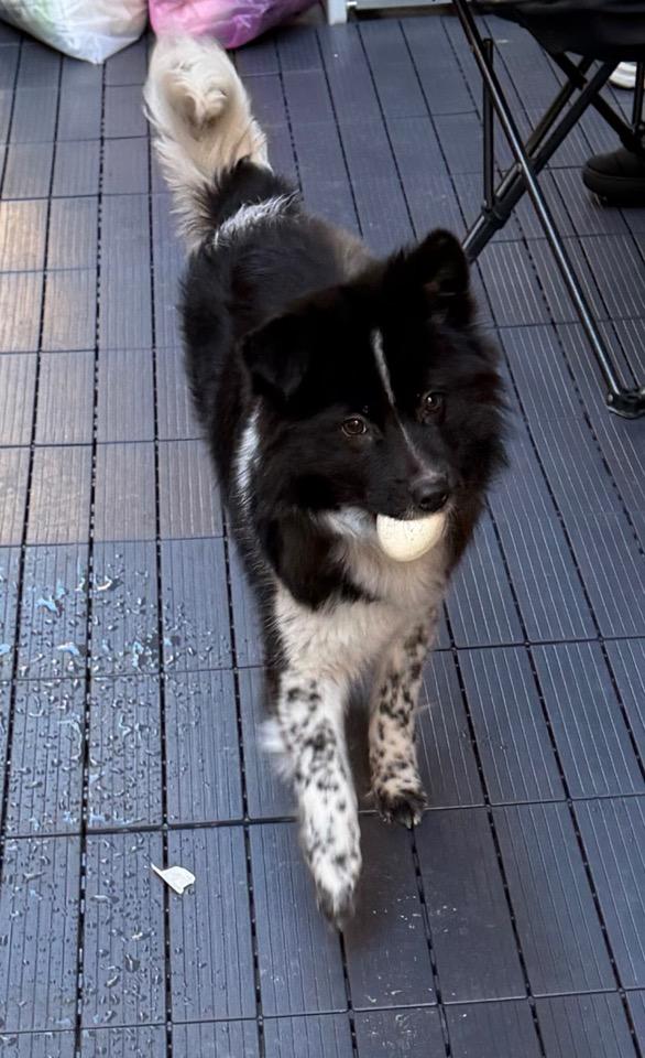 Enlarge Moomoo, an adopted mixed breed in Torrance, CA image 6/6