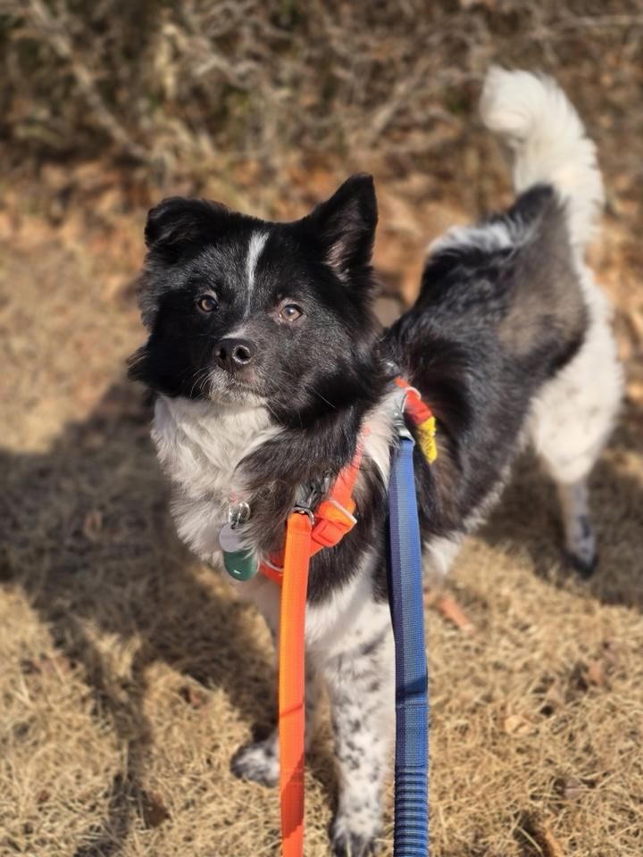 Enlarge Moomoo, an adopted mixed breed in Torrance, CA image 2/6