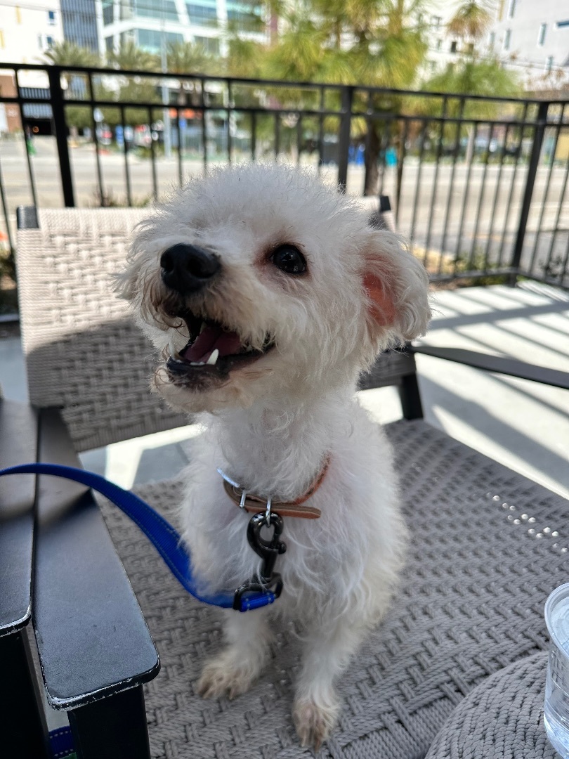 Buddy, a Adopted Maltipoo in Woodland Hills, CA image 1/6
