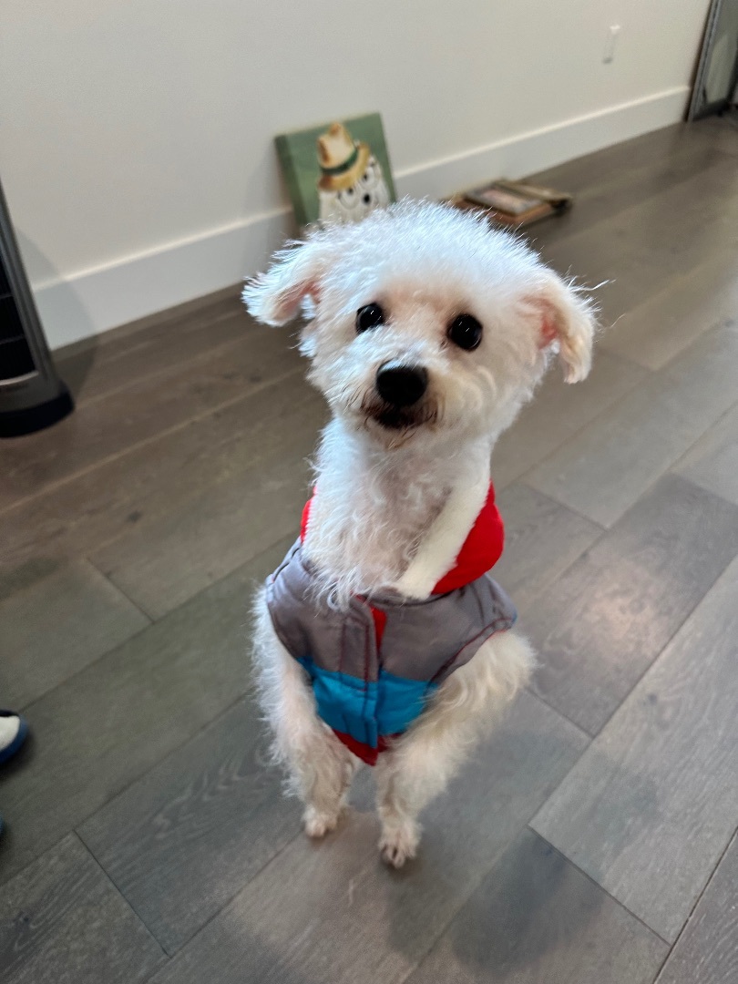 Buddy, a Adopted Maltipoo in Woodland Hills, CA image 2/6