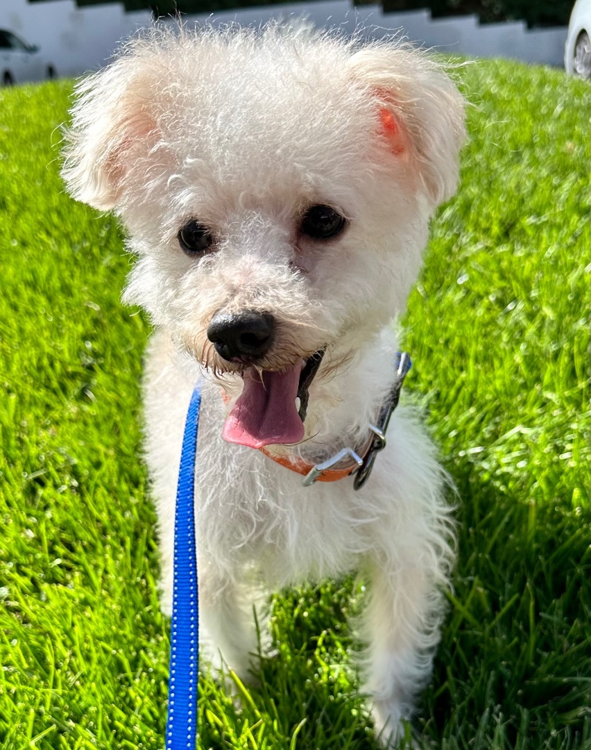 Buddy, a Adopted Maltipoo in Woodland Hills, CA image 5/6