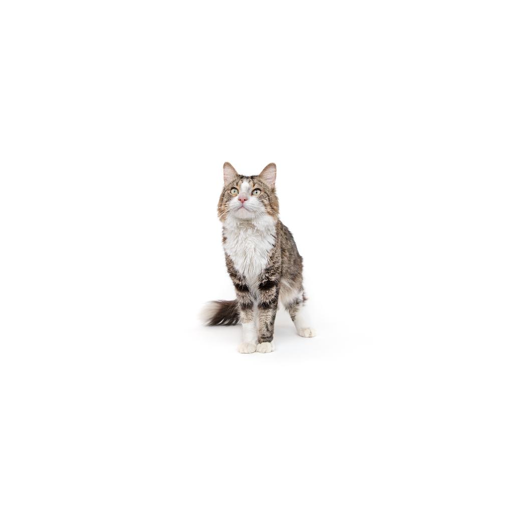Enlarge Vinny, a Adoptable Domestic Short Hair in Playa Vista, CA image 1/1
