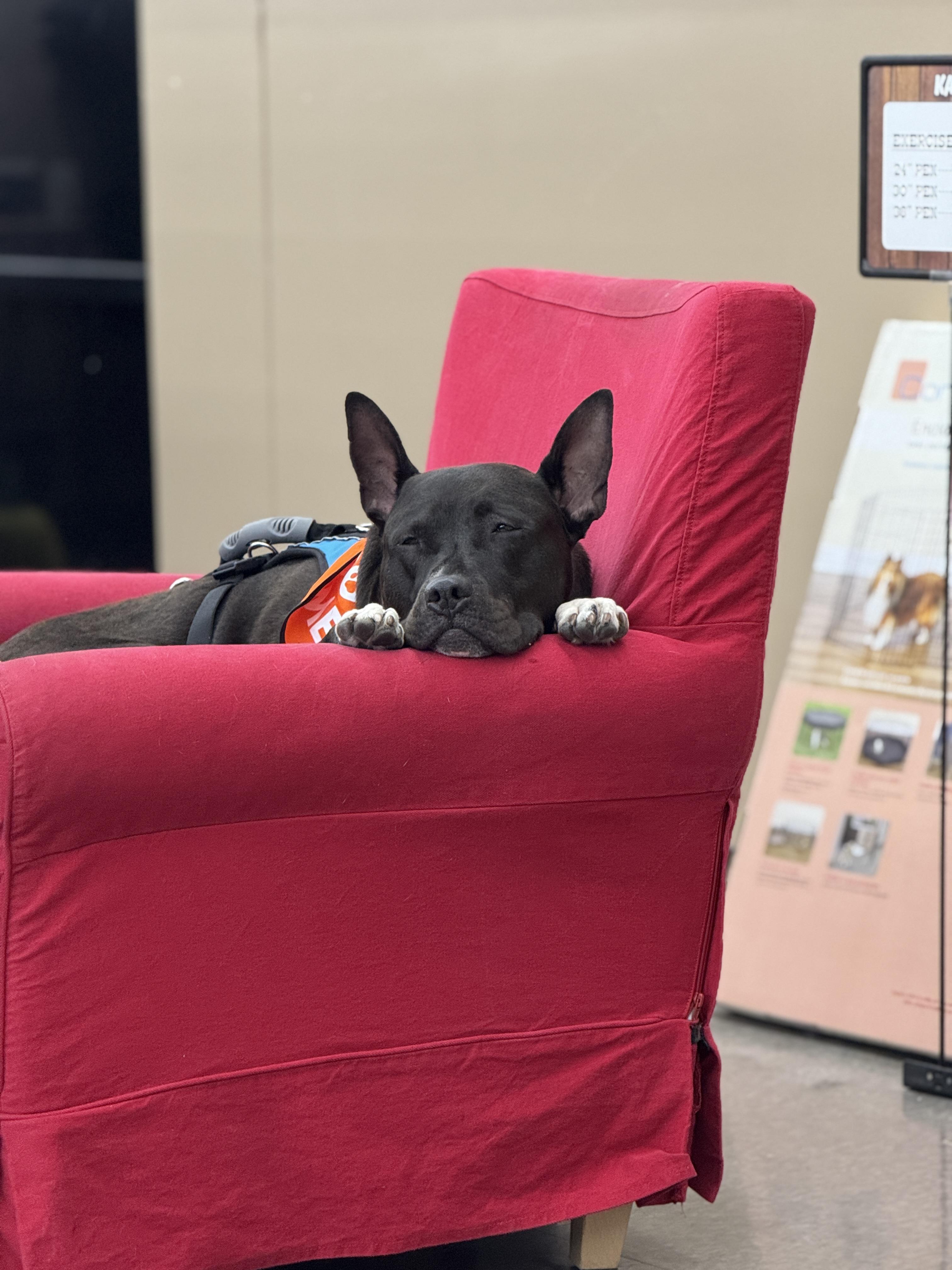Milo, Adoptable, Young Male American Bully & Black Labrador Retriever.