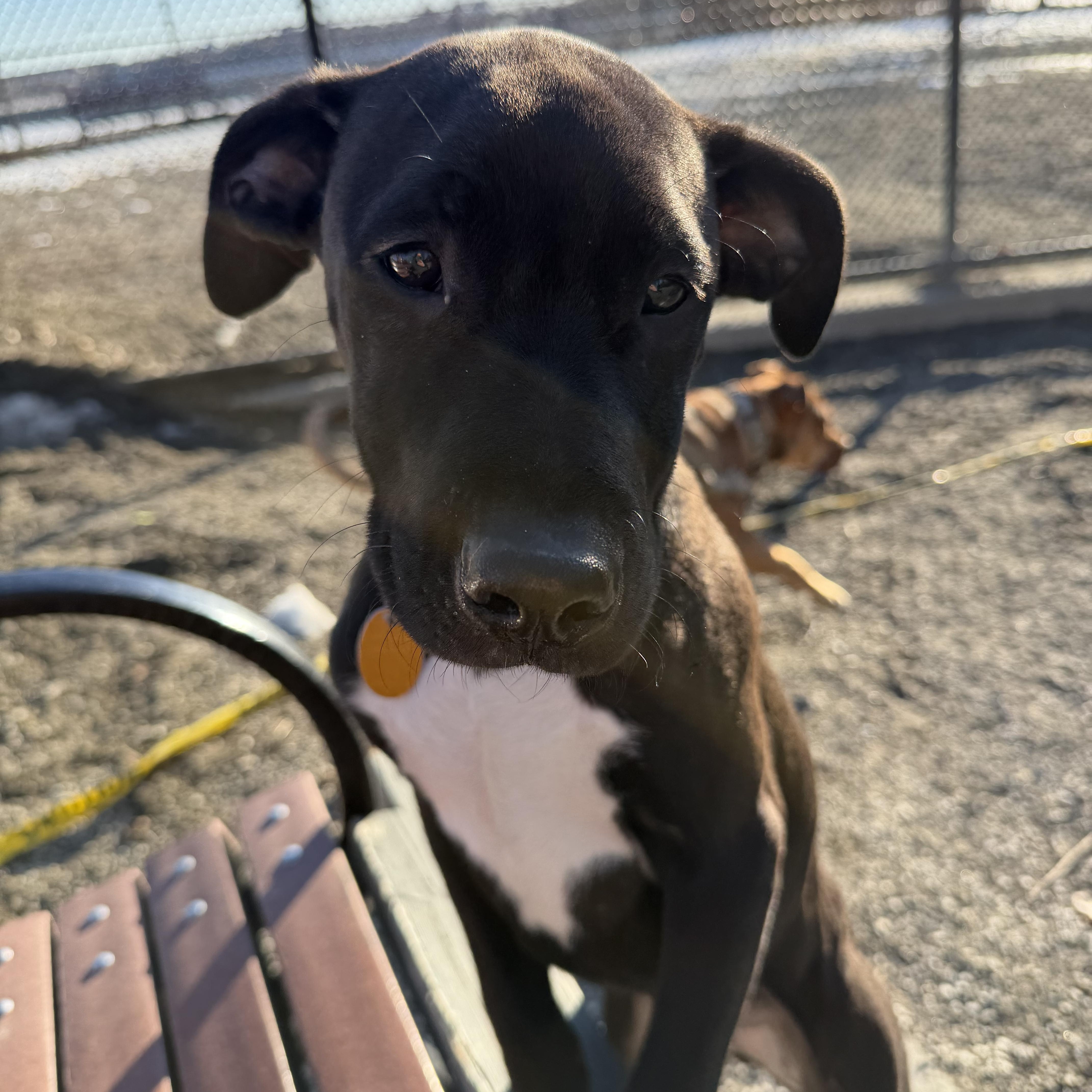 Enlarge Licorice , an adoptable mixed breed in Forest Hills, NY image 2/5