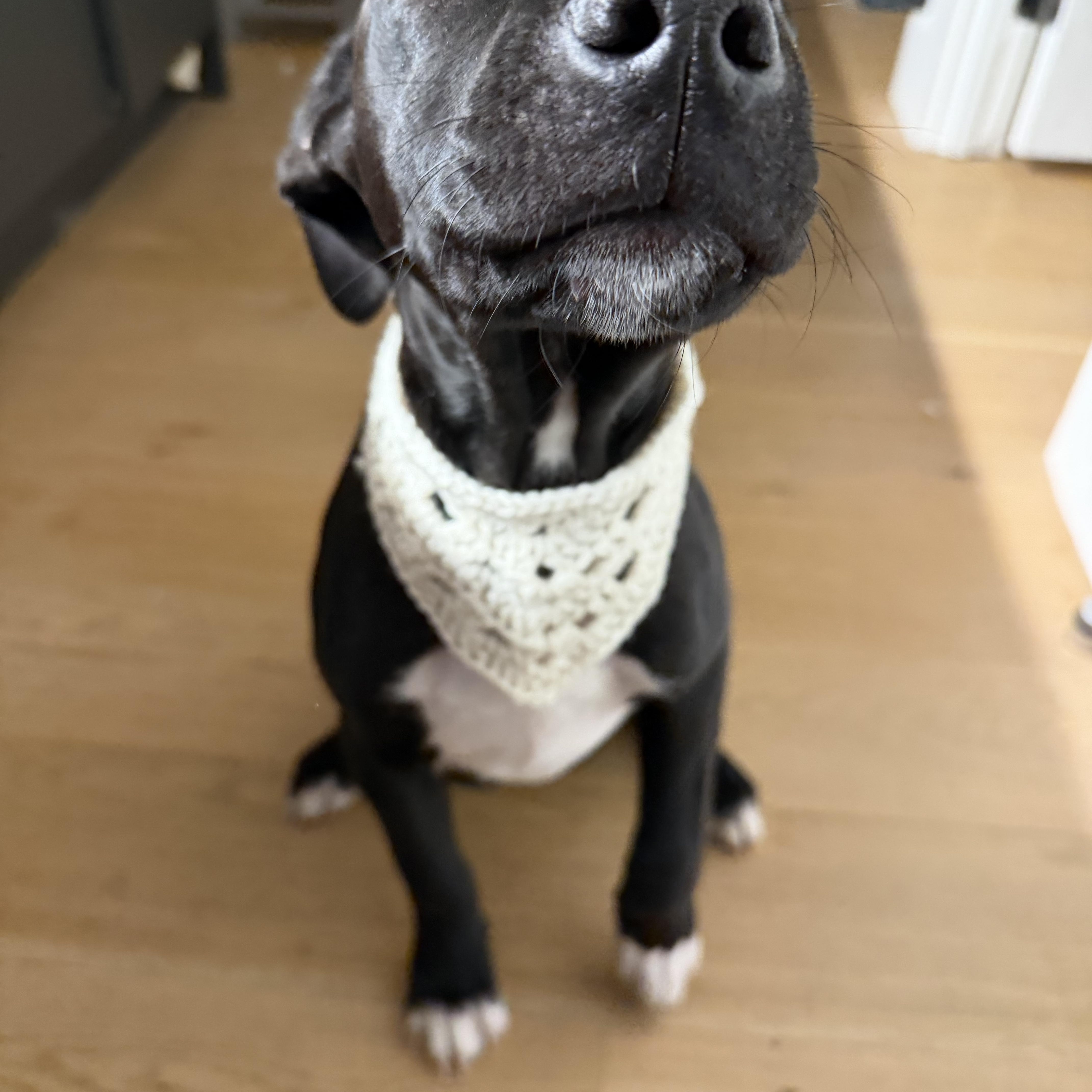 Enlarge Licorice , an adoptable mixed breed in Forest Hills, NY image 5/5