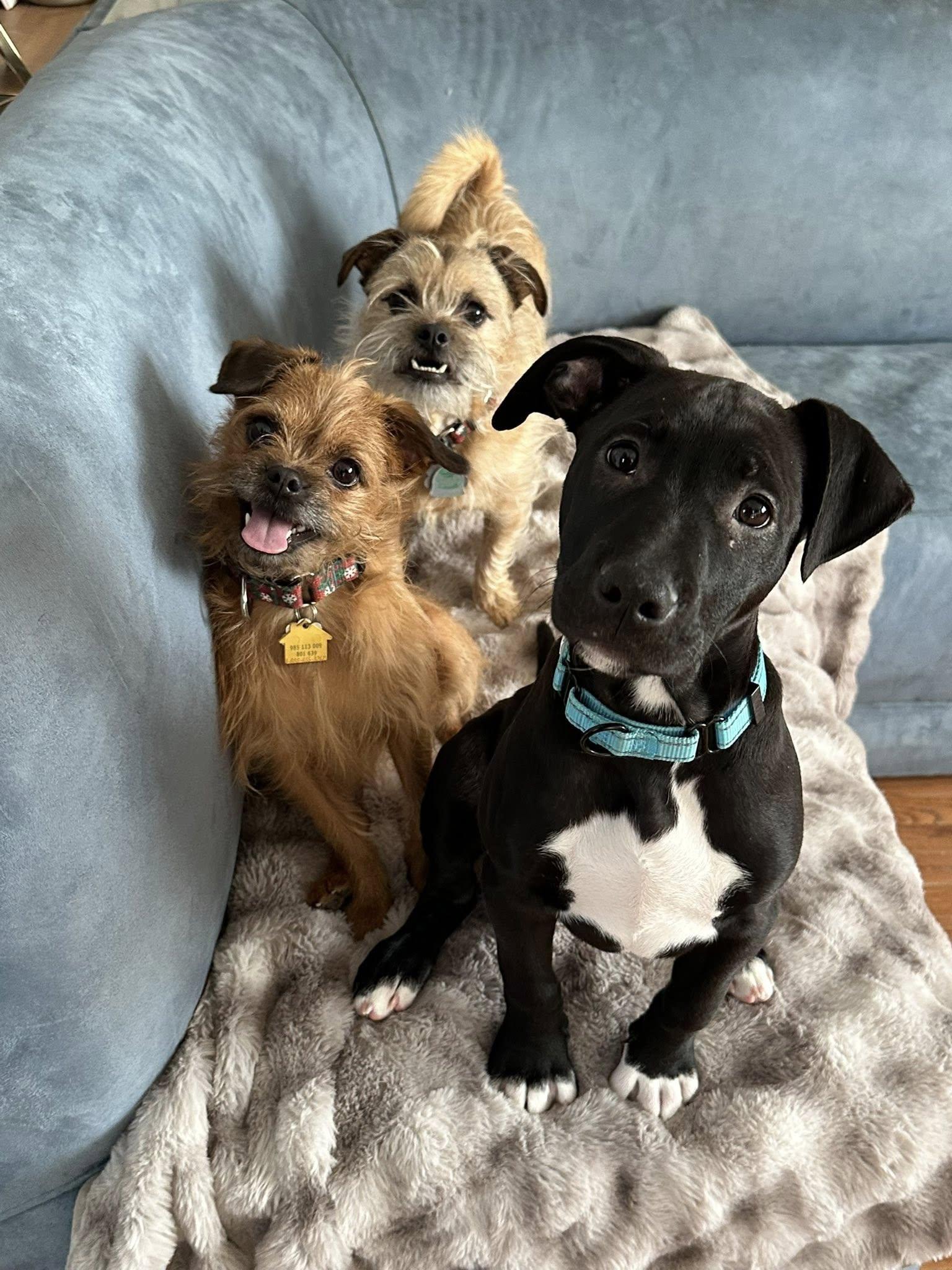 Licorice thumbnail 2