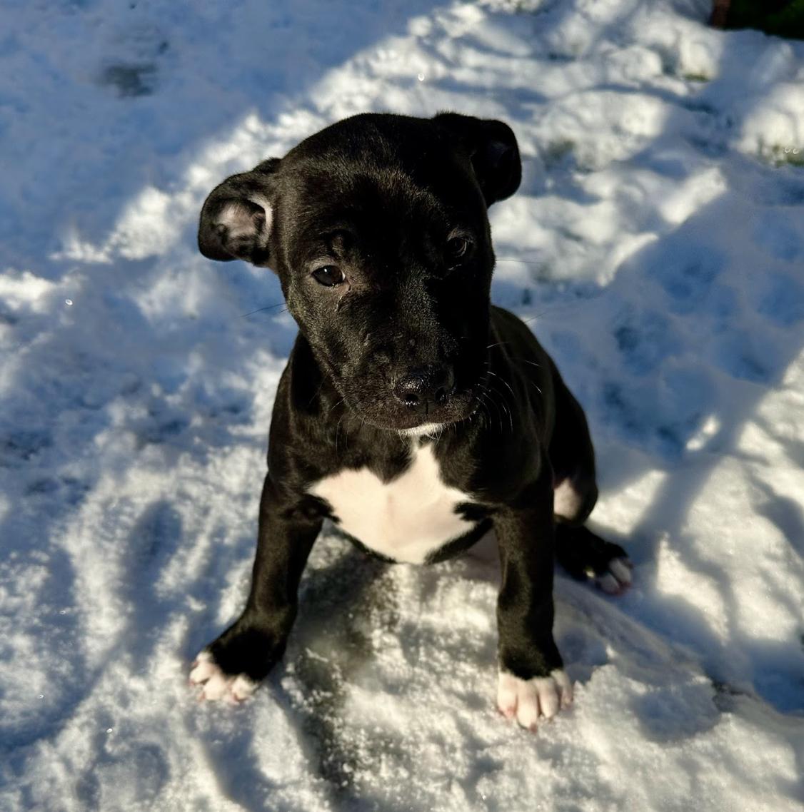 Licorice thumbnail 3