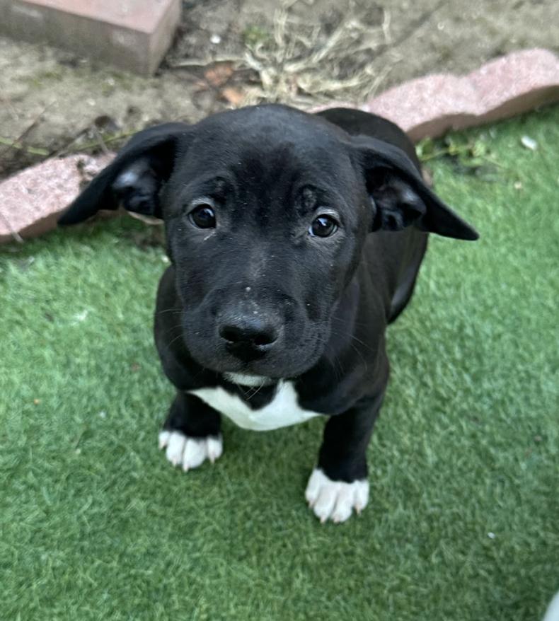 Licorice thumbnail 4