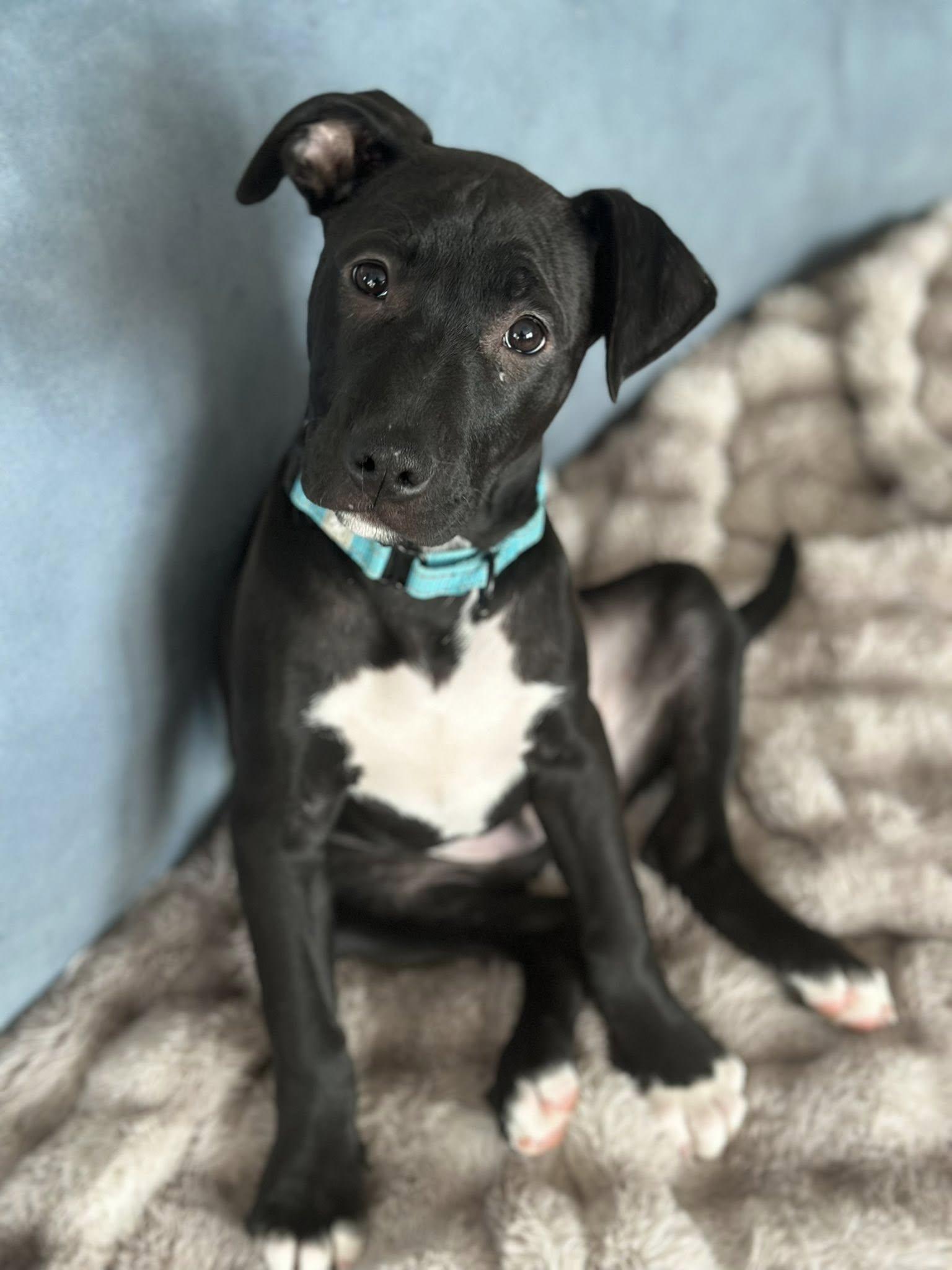 Licorice thumbnail 5