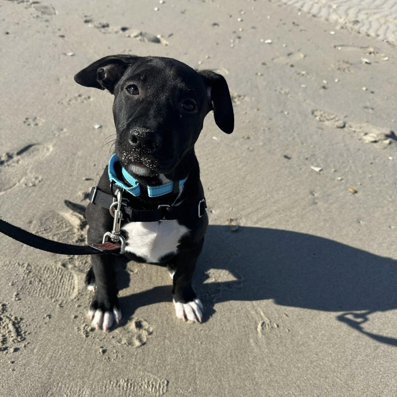 Licorice thumbnail 6