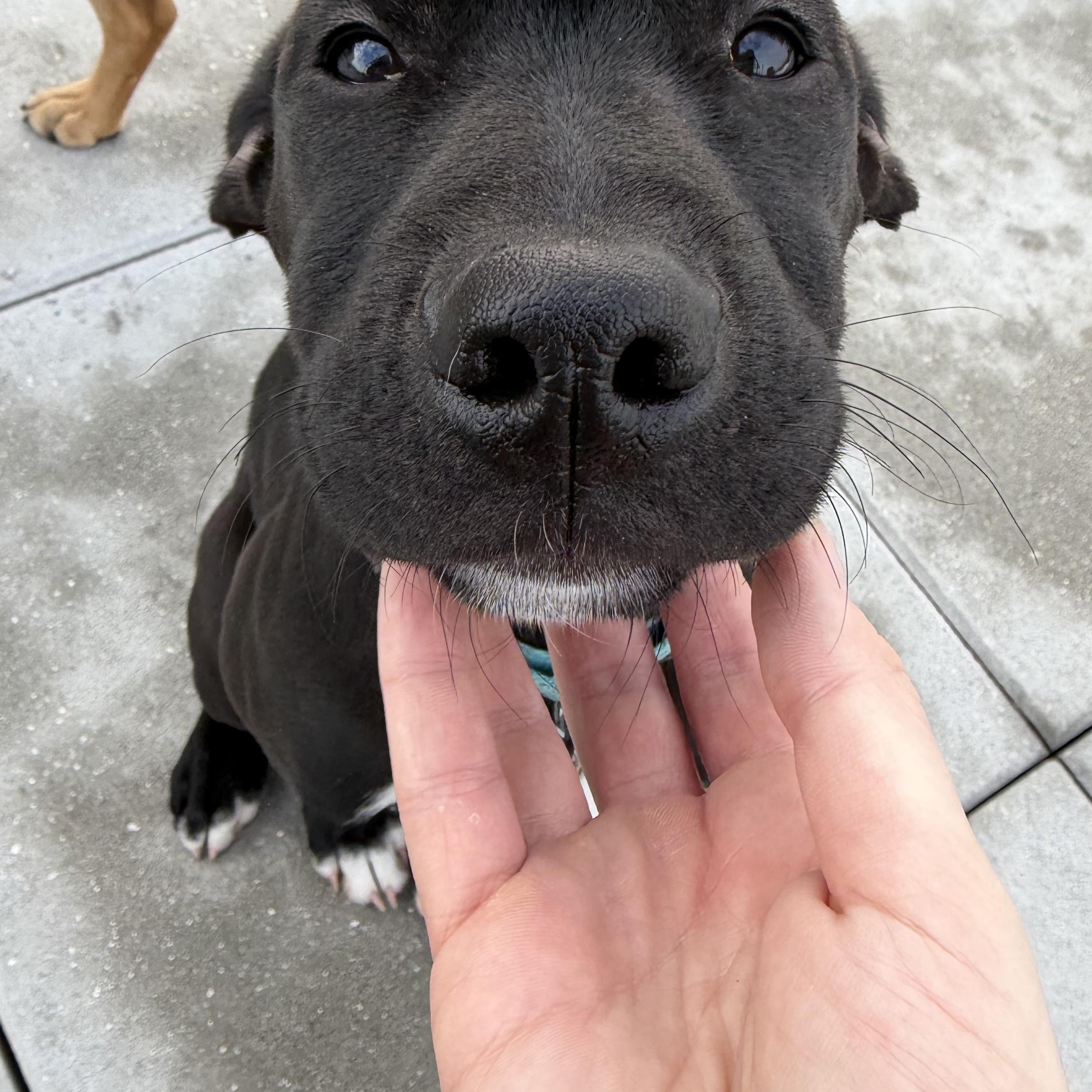 Enlarge Licorice , an adoptable mixed breed in Forest Hills, NY image 4/5