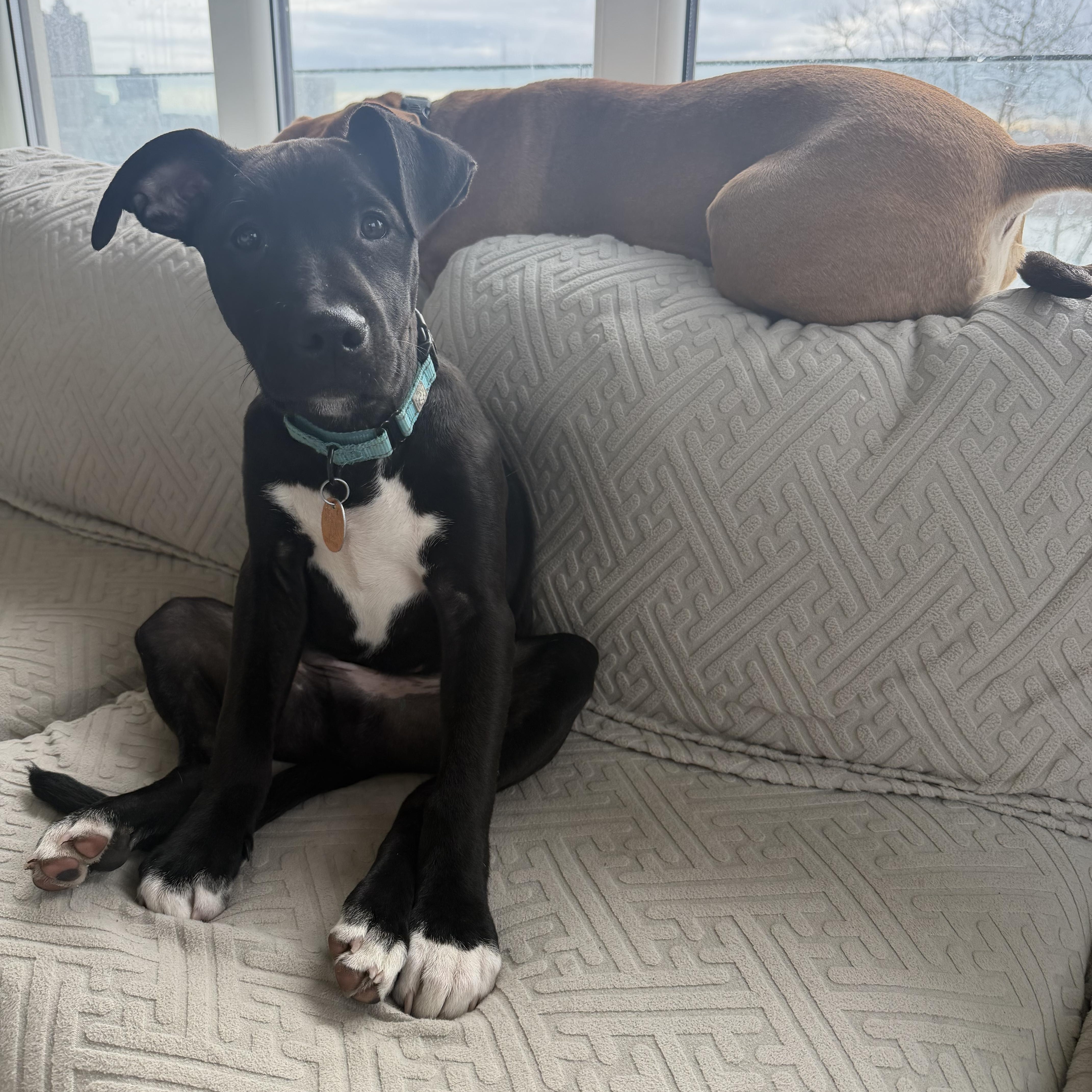 Enlarge Licorice , an adoptable mixed breed in Forest Hills, NY image 1/5