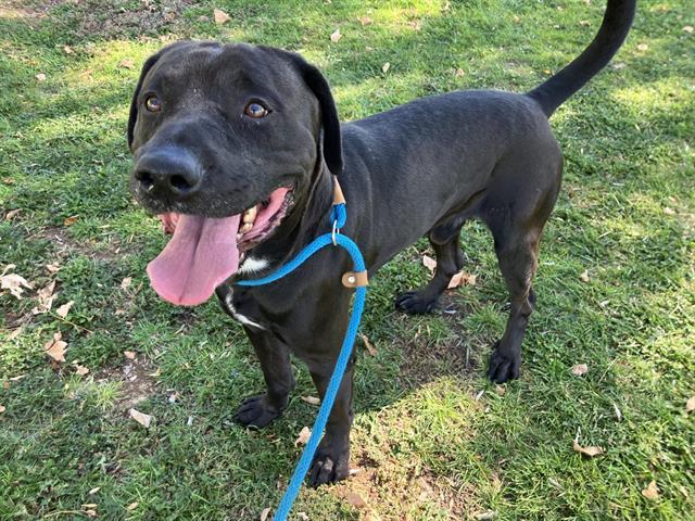Enlarge NIKE, a Adoptable mixed breed in Albuquerque, NM image 1/1
