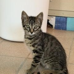 Torin, ADOPTABLE, Kitten Male Domestic Short Hair.