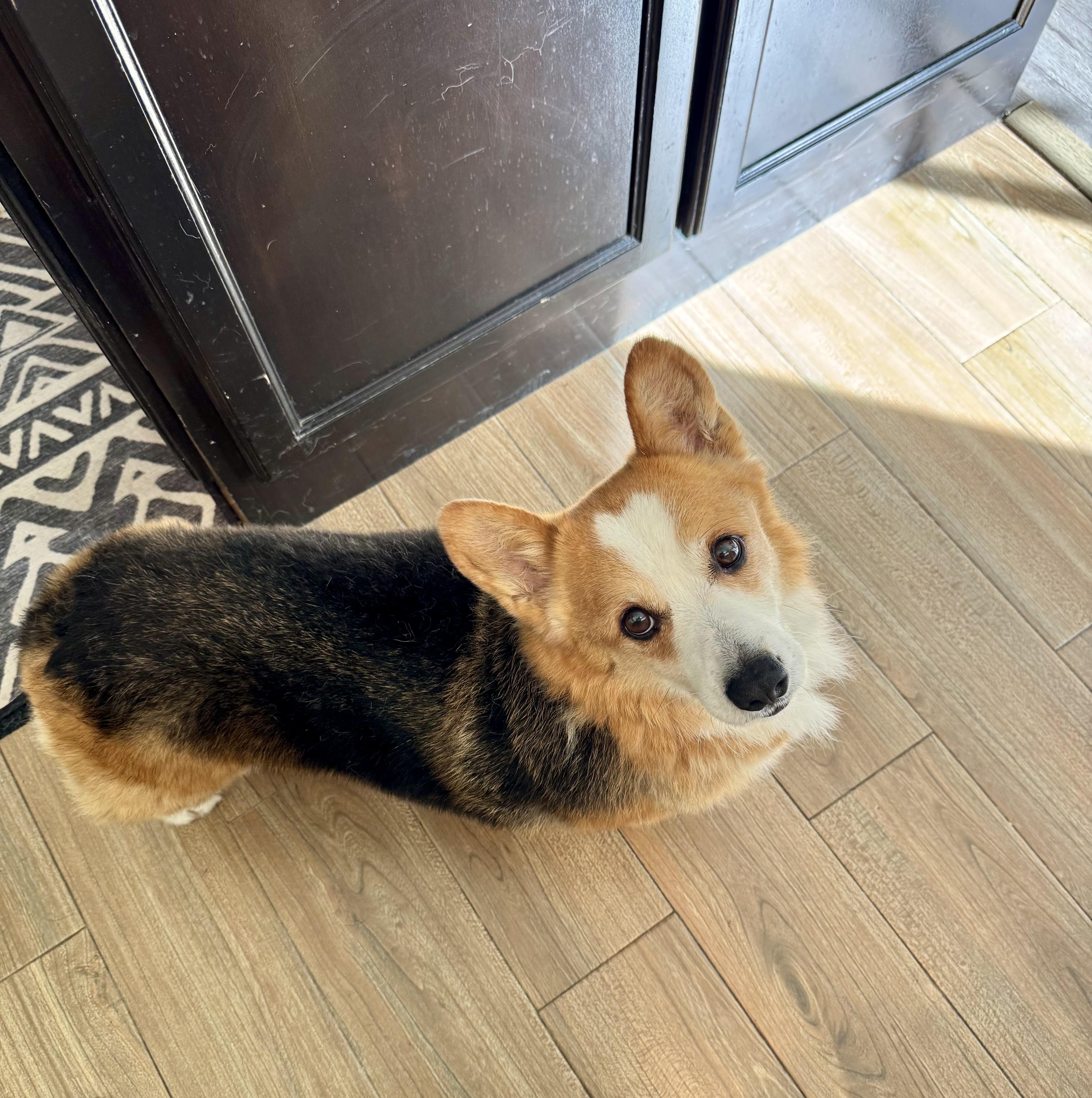 Woody, an adopted Corgi in Los Angeles, CA image 2/3