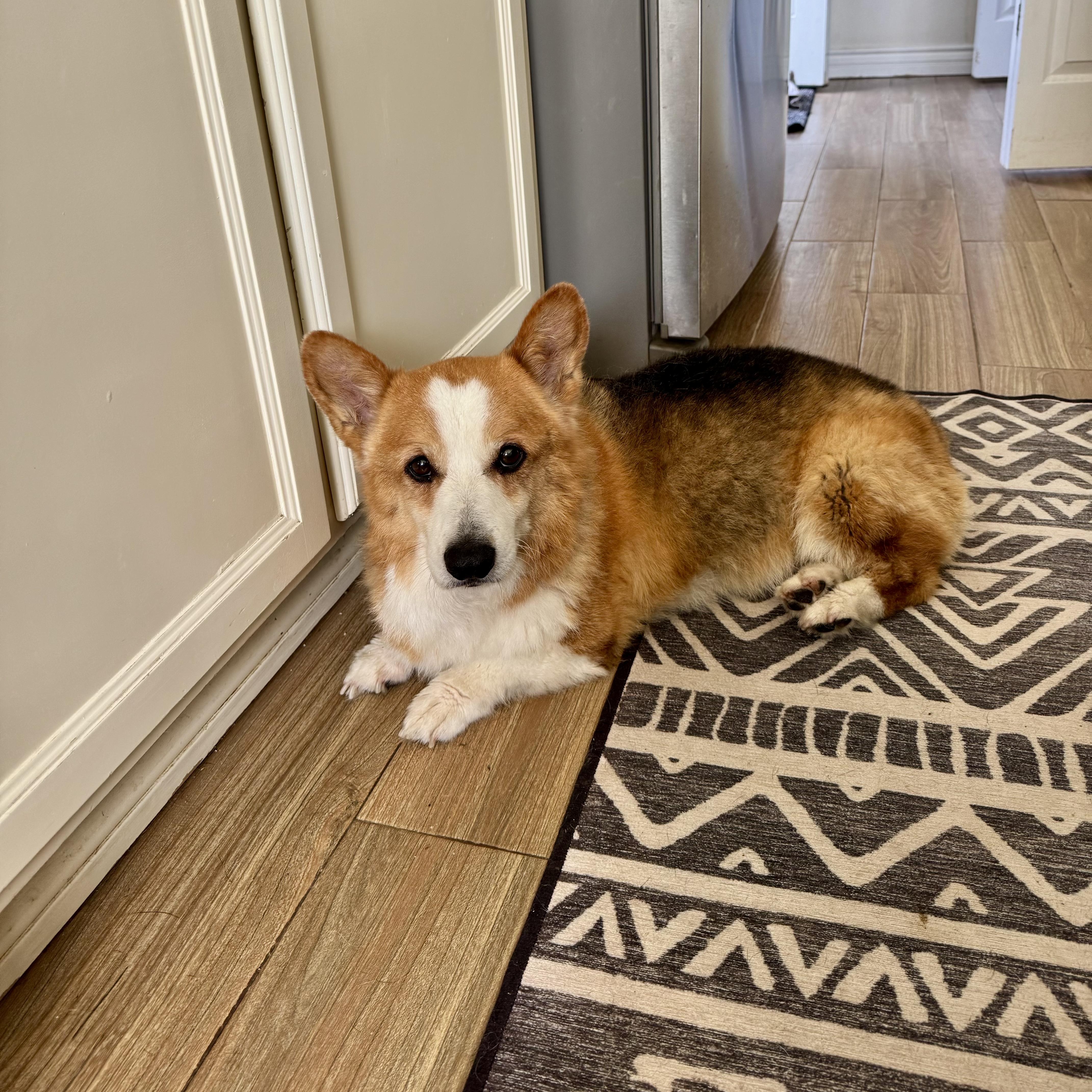 Woody, an adopted Corgi in Los Angeles, CA image 1/3