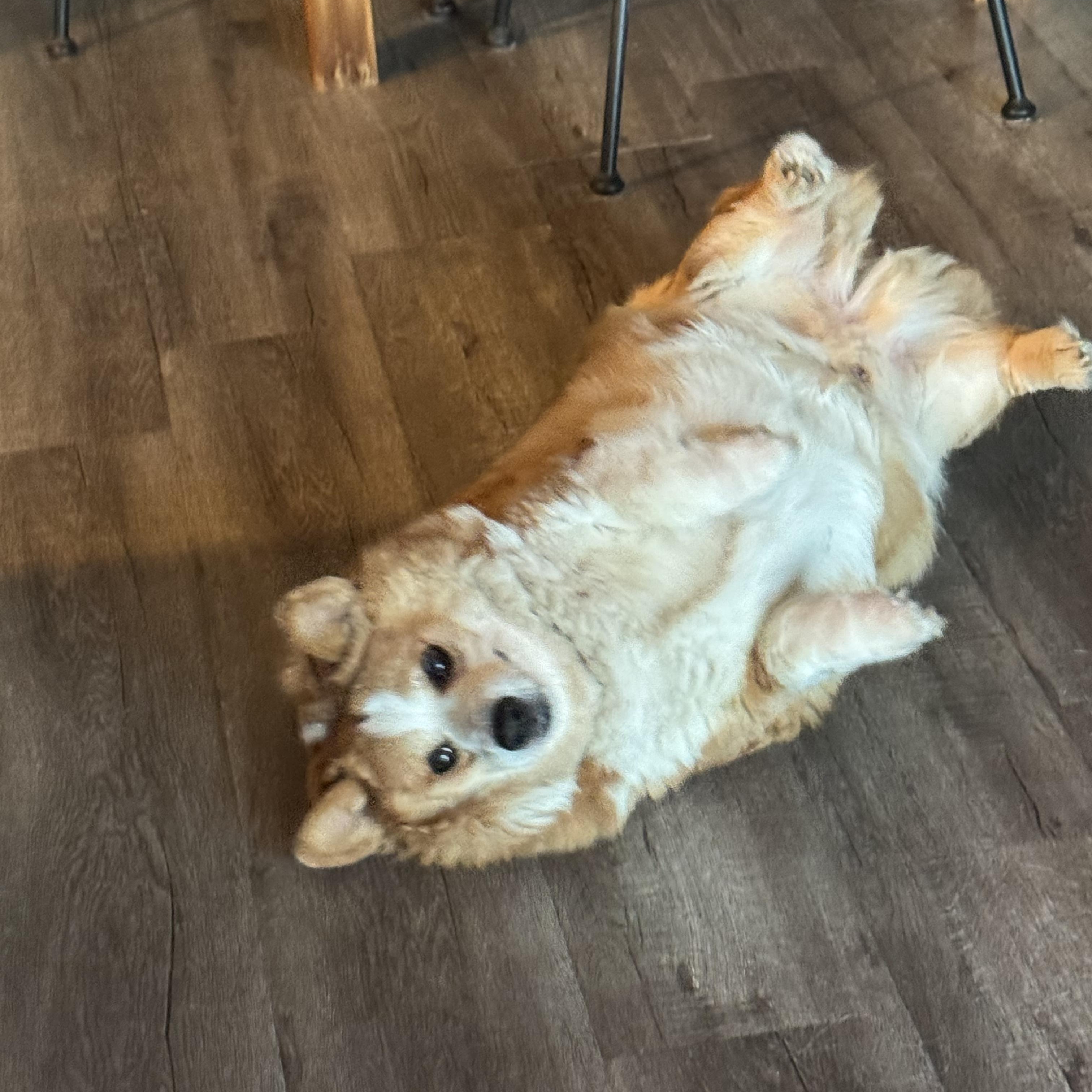 Woody, an adopted Corgi in Los Angeles, CA image 3/3
