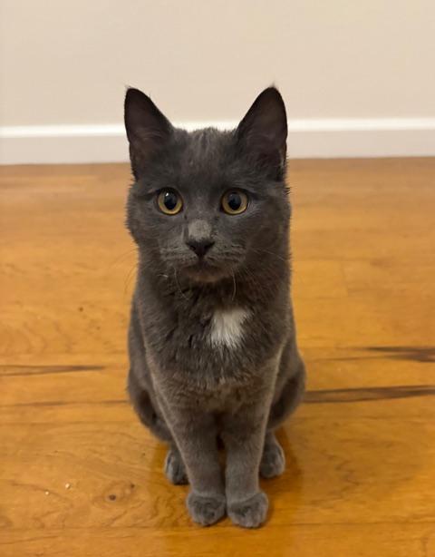 Almira, ADOPTABLE, Kitten Female Domestic Short Hair.