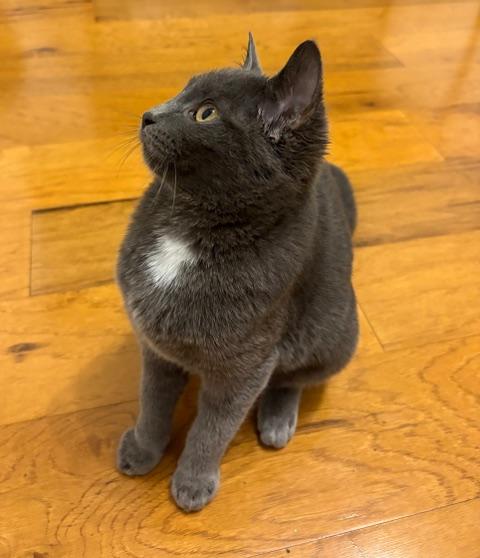 Enlarge Almira, a ADOPTABLE Domestic Short Hair in Campbell, CA image 2/4