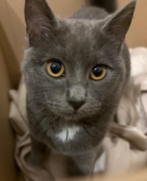 Enlarge Almira, a ADOPTABLE Domestic Short Hair in Campbell, CA image 3/4