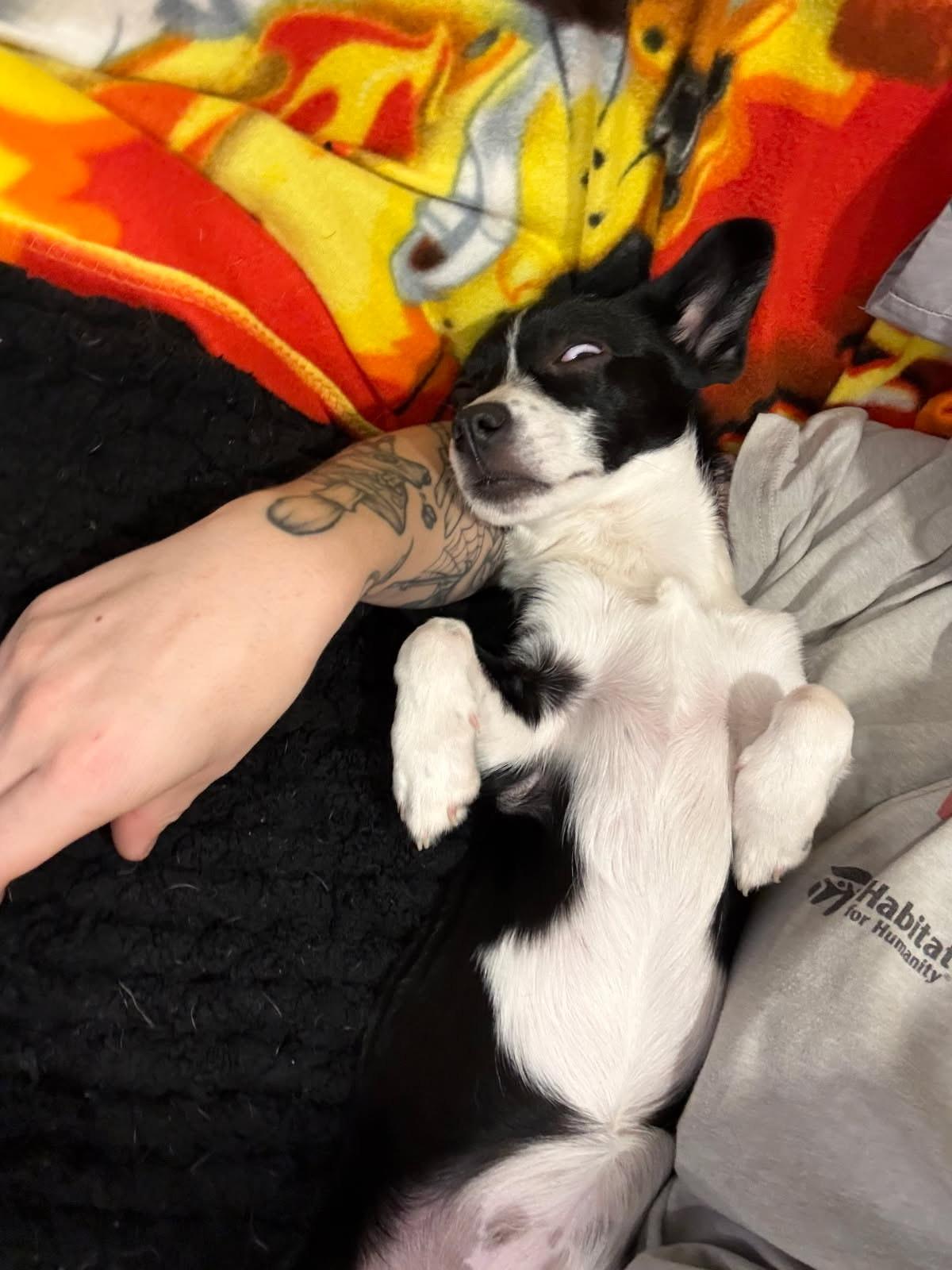 Enlarge Mohawk, an adopted mixed breed in Murrieta, CA image 6/6