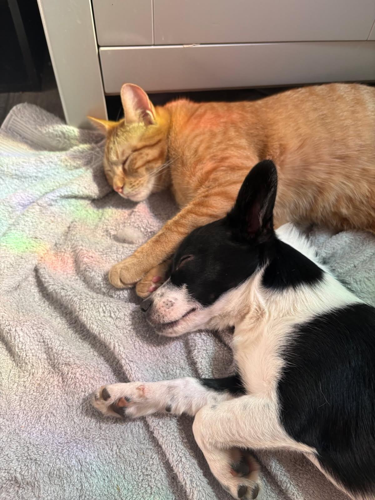 Enlarge Mohawk, an adopted mixed breed in Murrieta, CA image 5/6