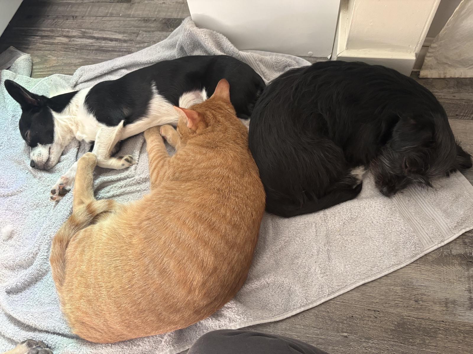 Enlarge Mohawk, an adopted mixed breed in Murrieta, CA image 4/6